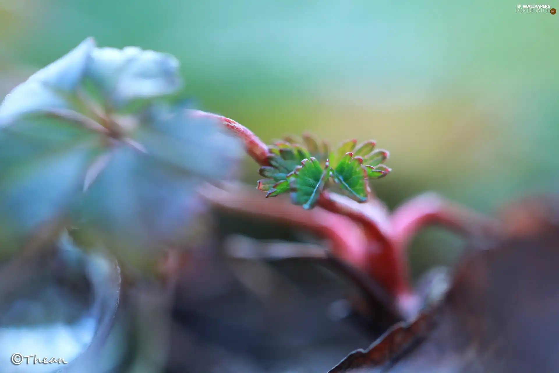 Close, color, leaf