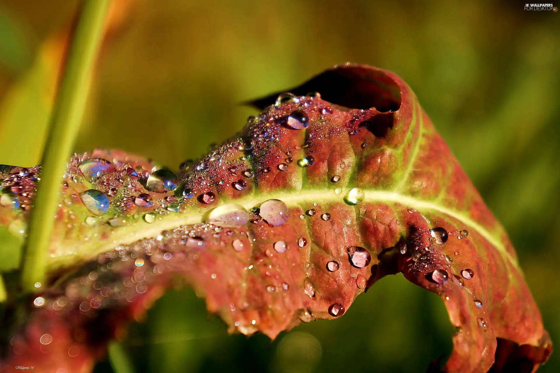 leaf, dew, Close, drops