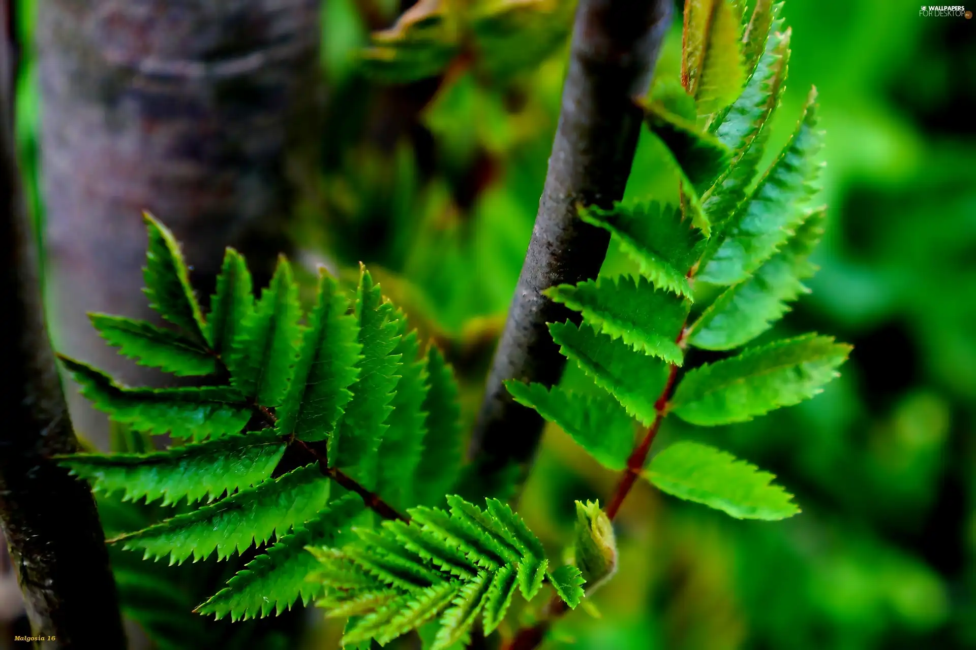 Leaf, twig, Close, green