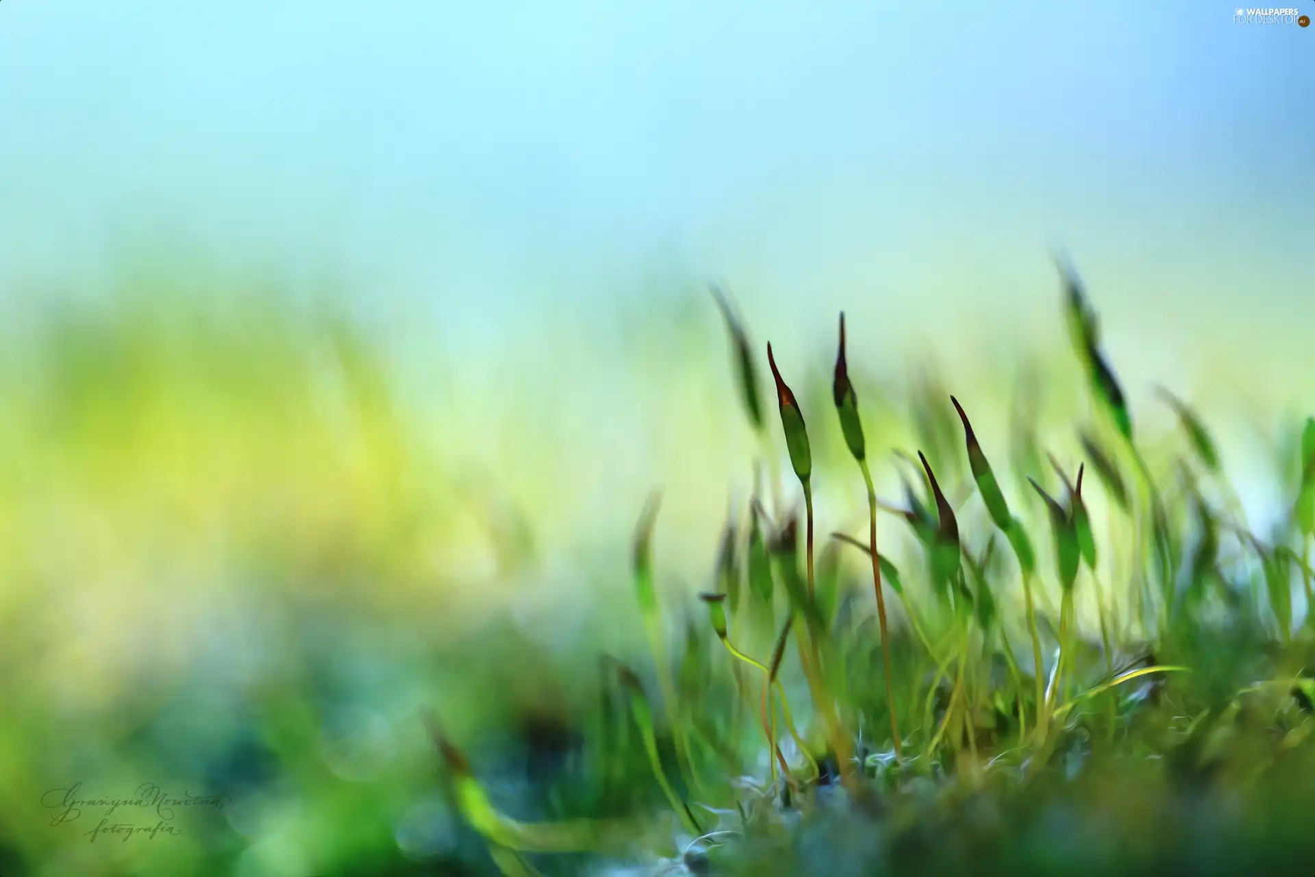 Moss, blades, Close, Plants