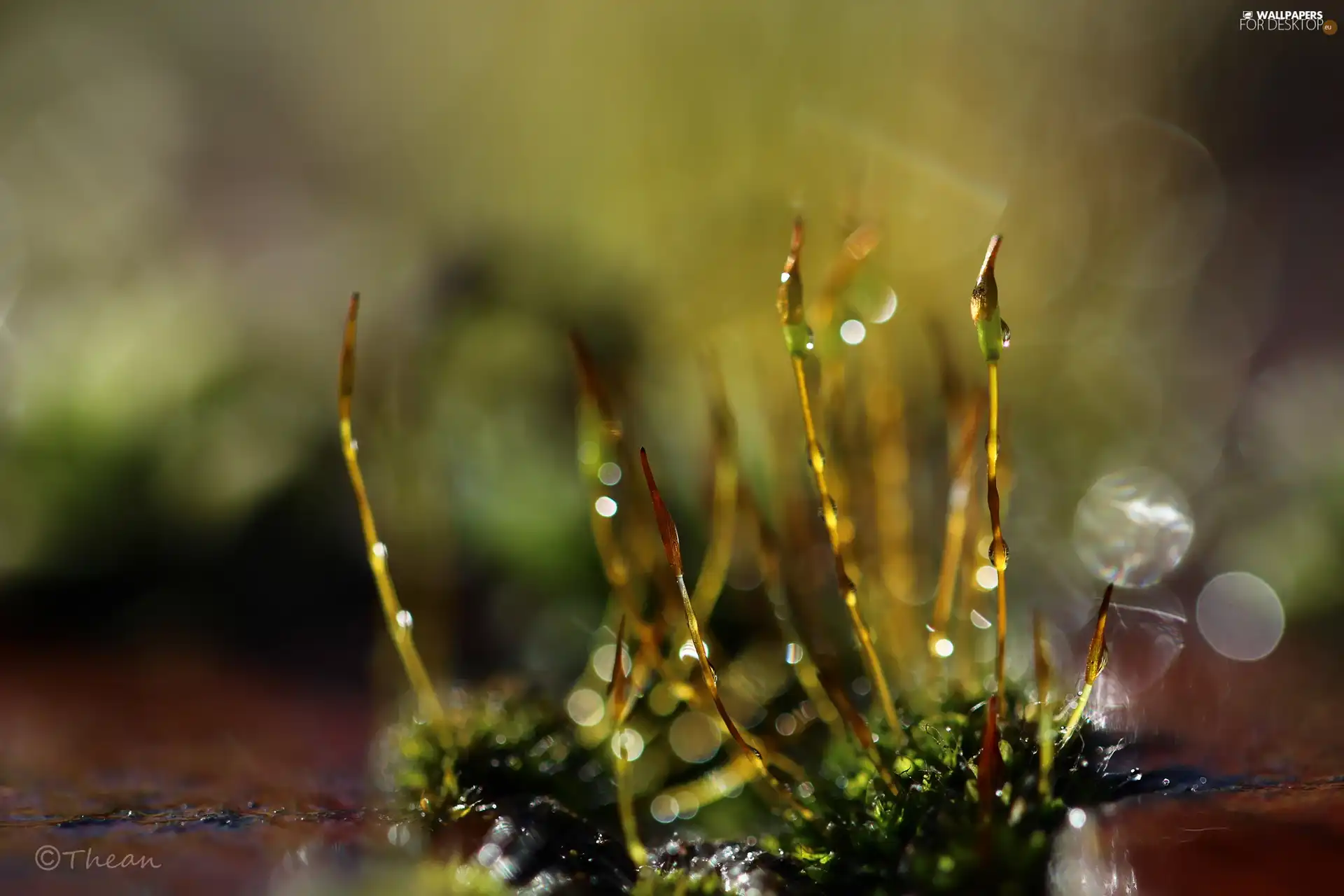 mosses, blades, Close, lichens
