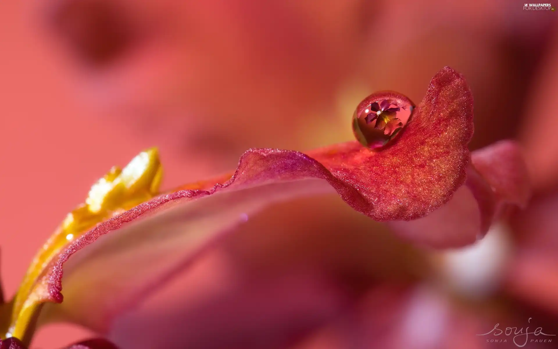 petal, drop, Close, flower