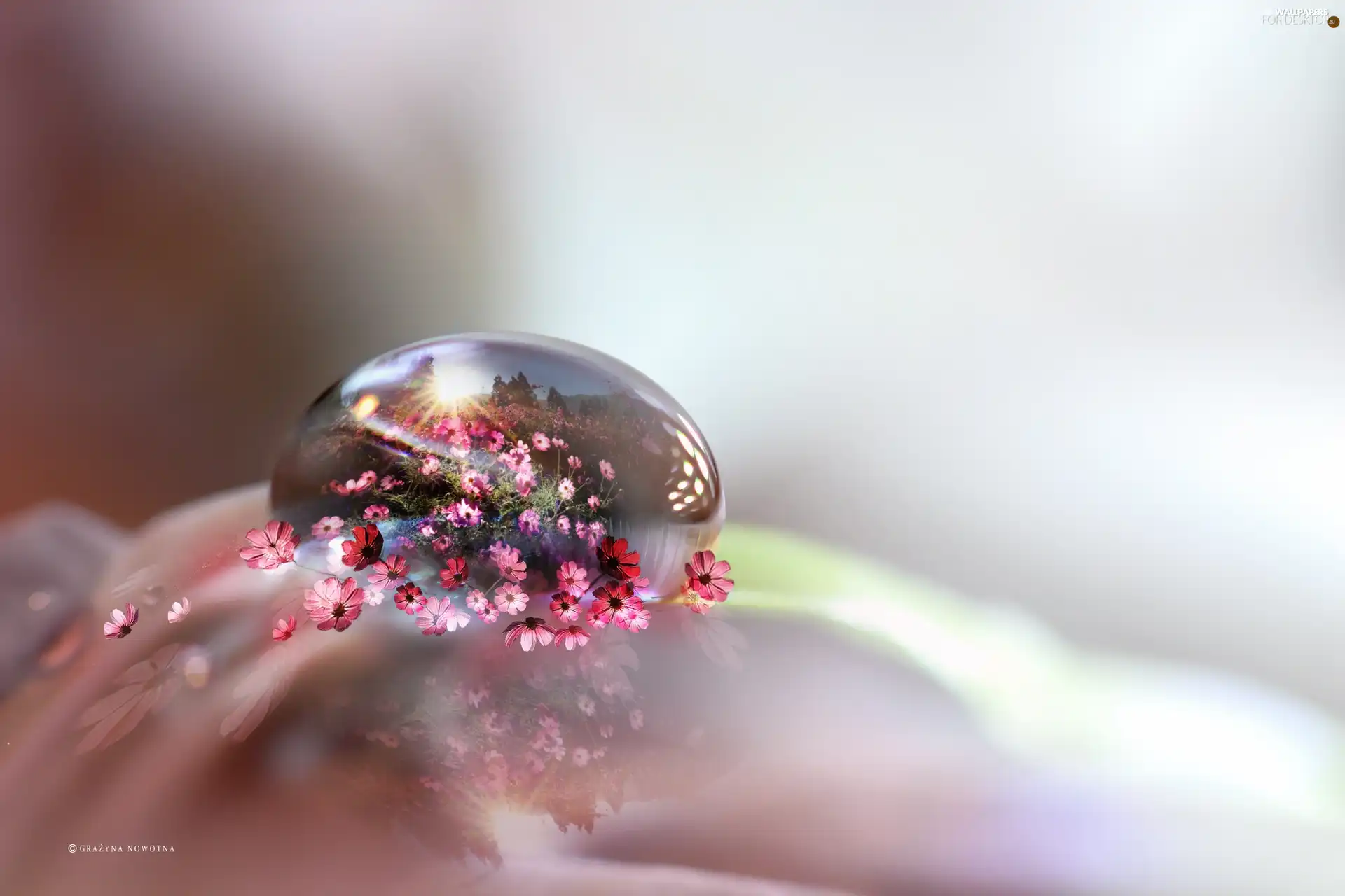 Close, photomontage, water, Flowers, drop