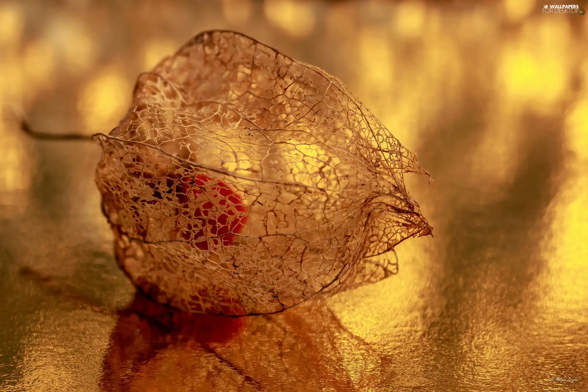 Close, physalis