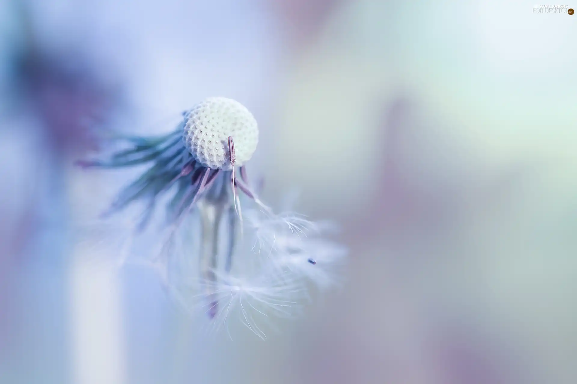 puffball, Achenes, Close, dandelion