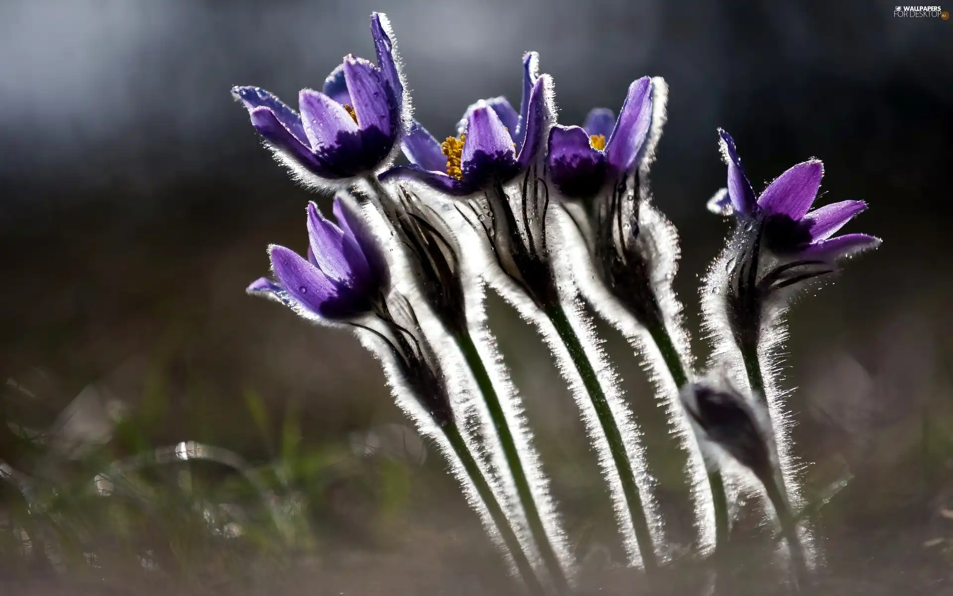 purple, pasque, Close, Flowers