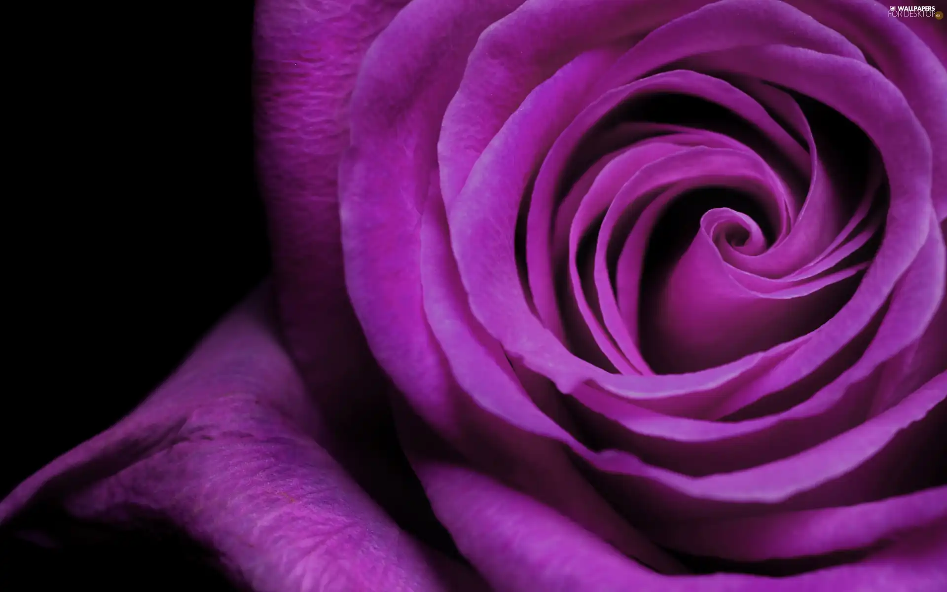 Close, Violet, rose