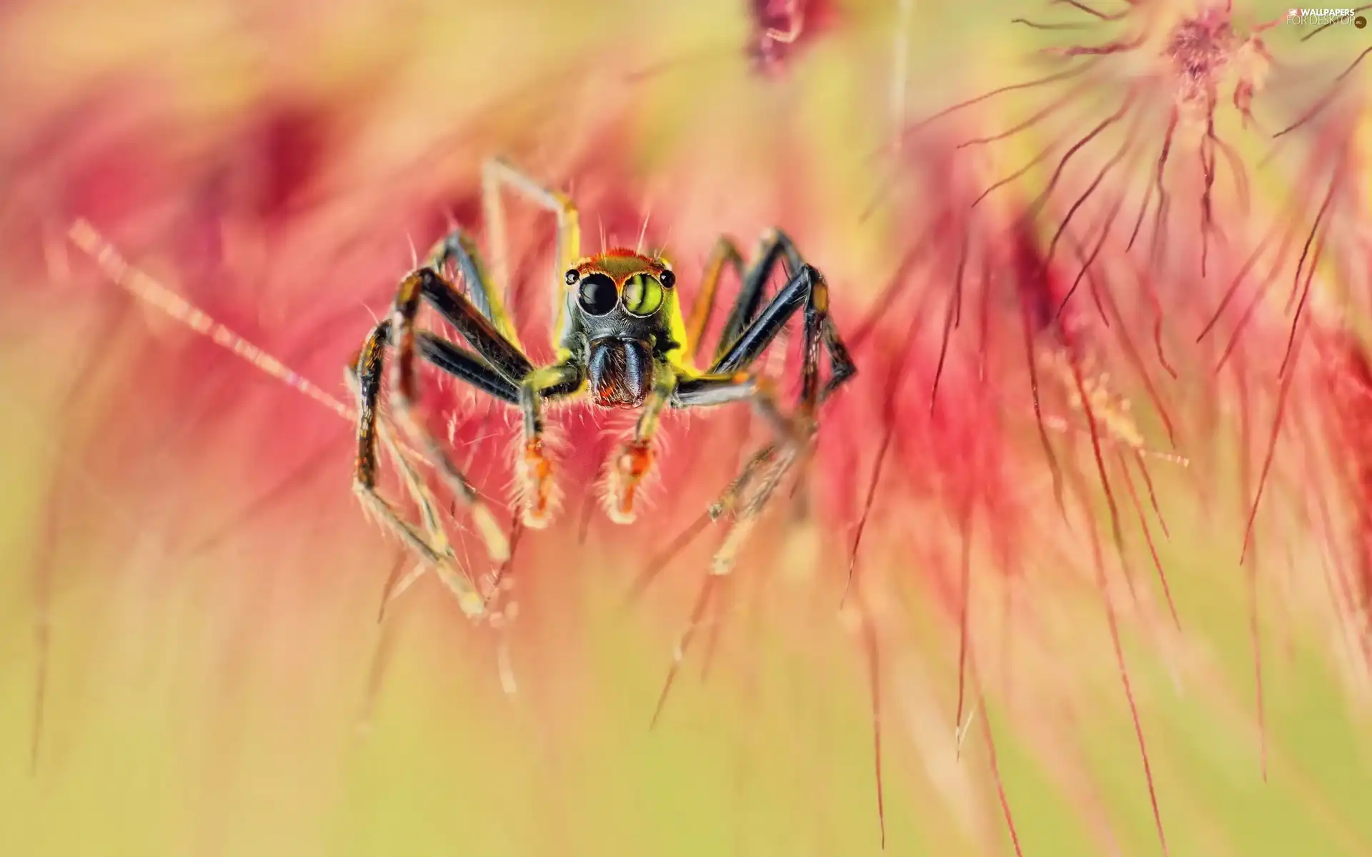 Spider, Close