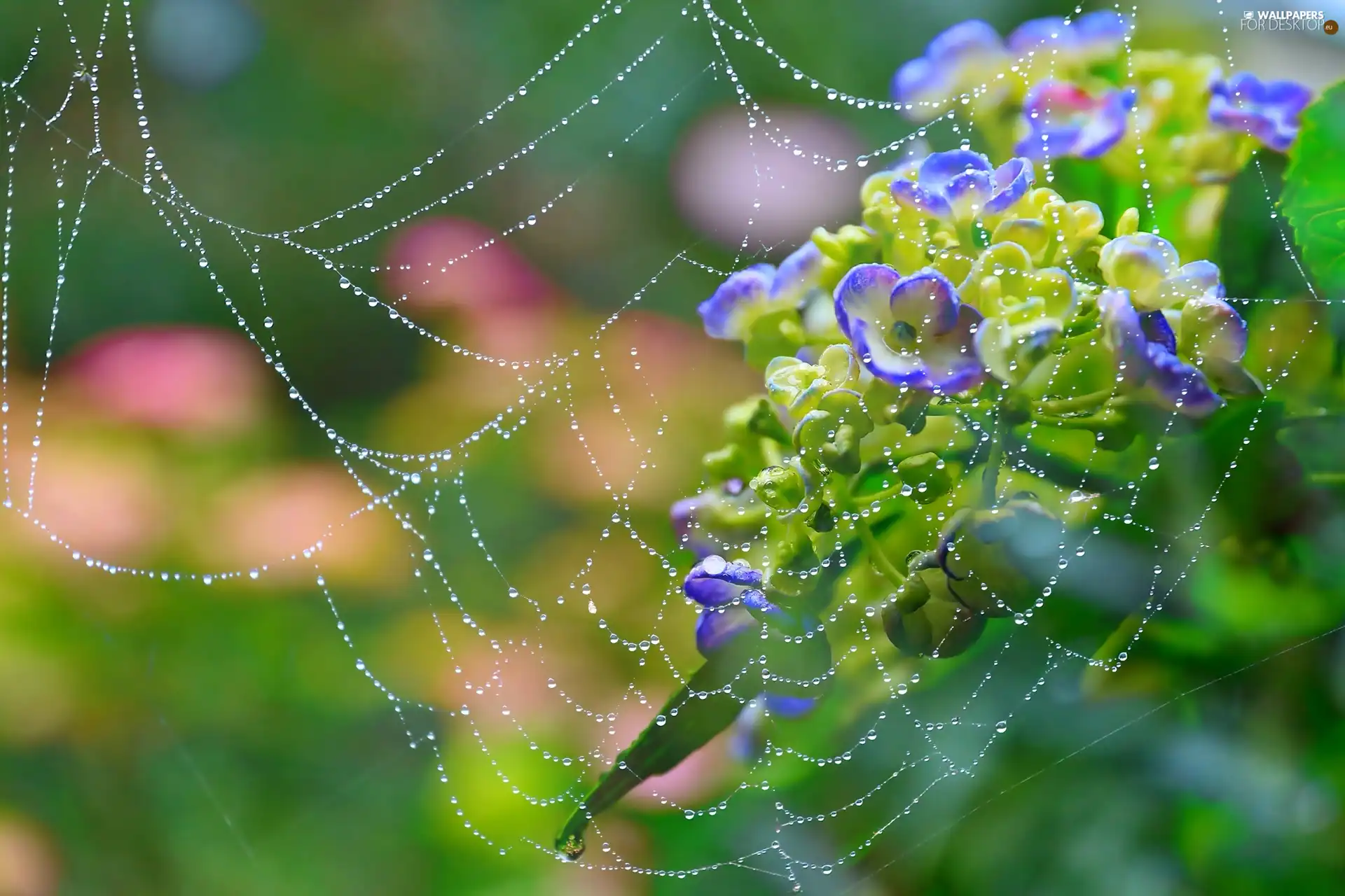 Close, Flowers, Web
