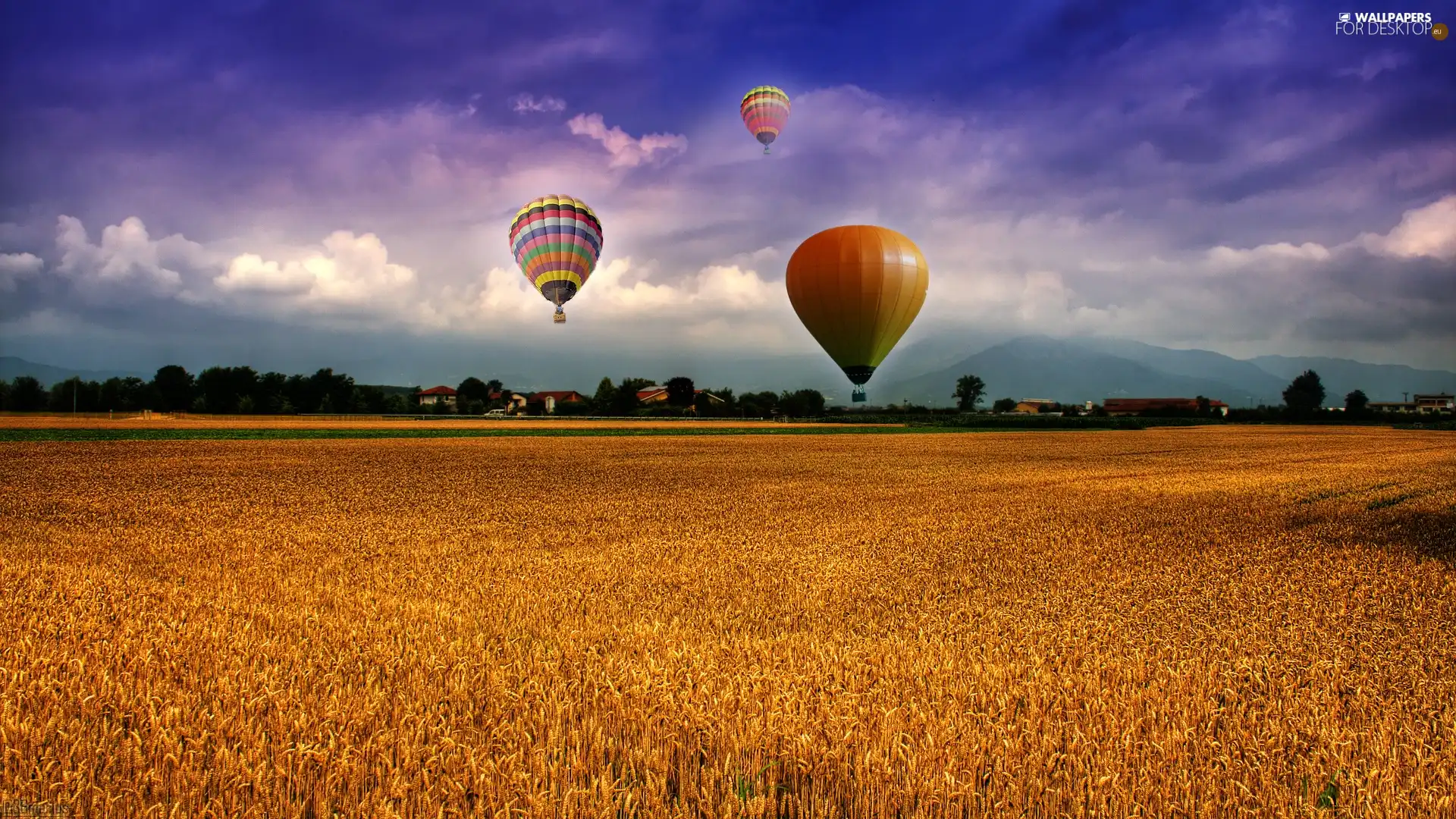 Balloons, corn, clouds, Field
