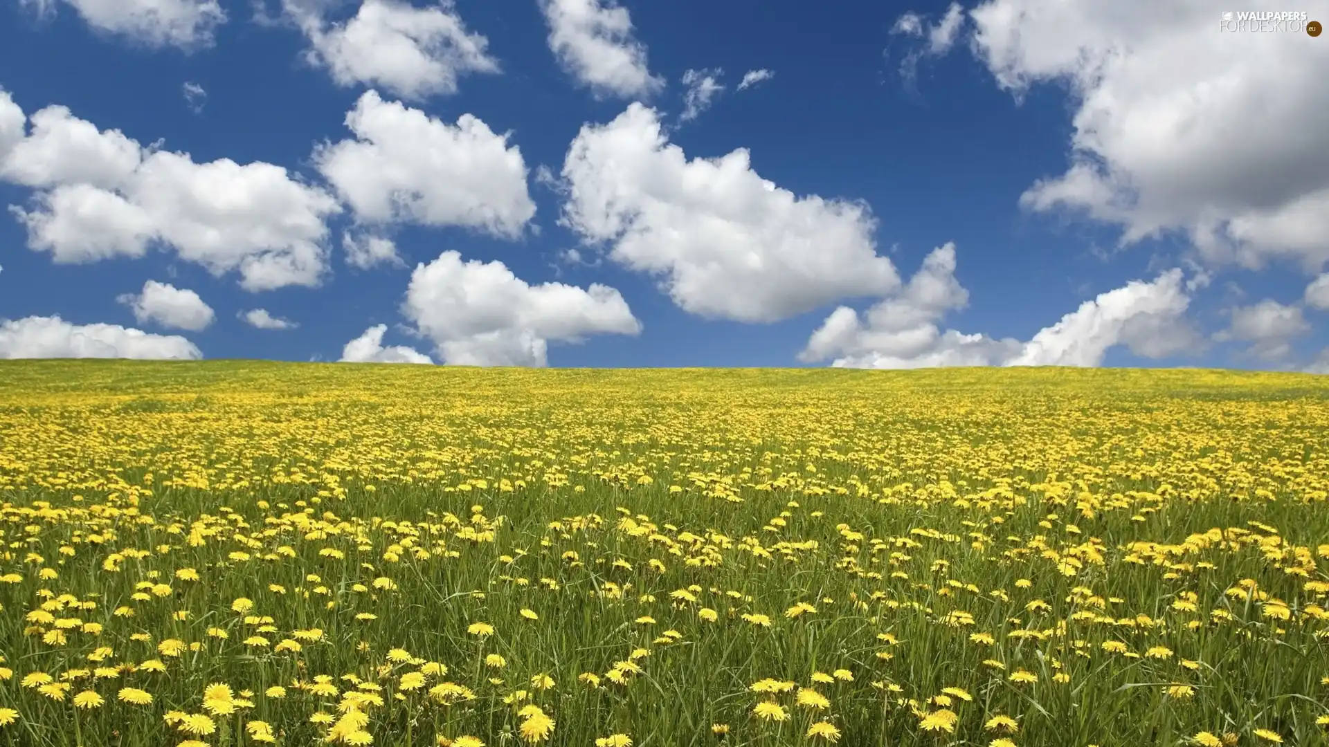 clouds, Meadow, dandelions