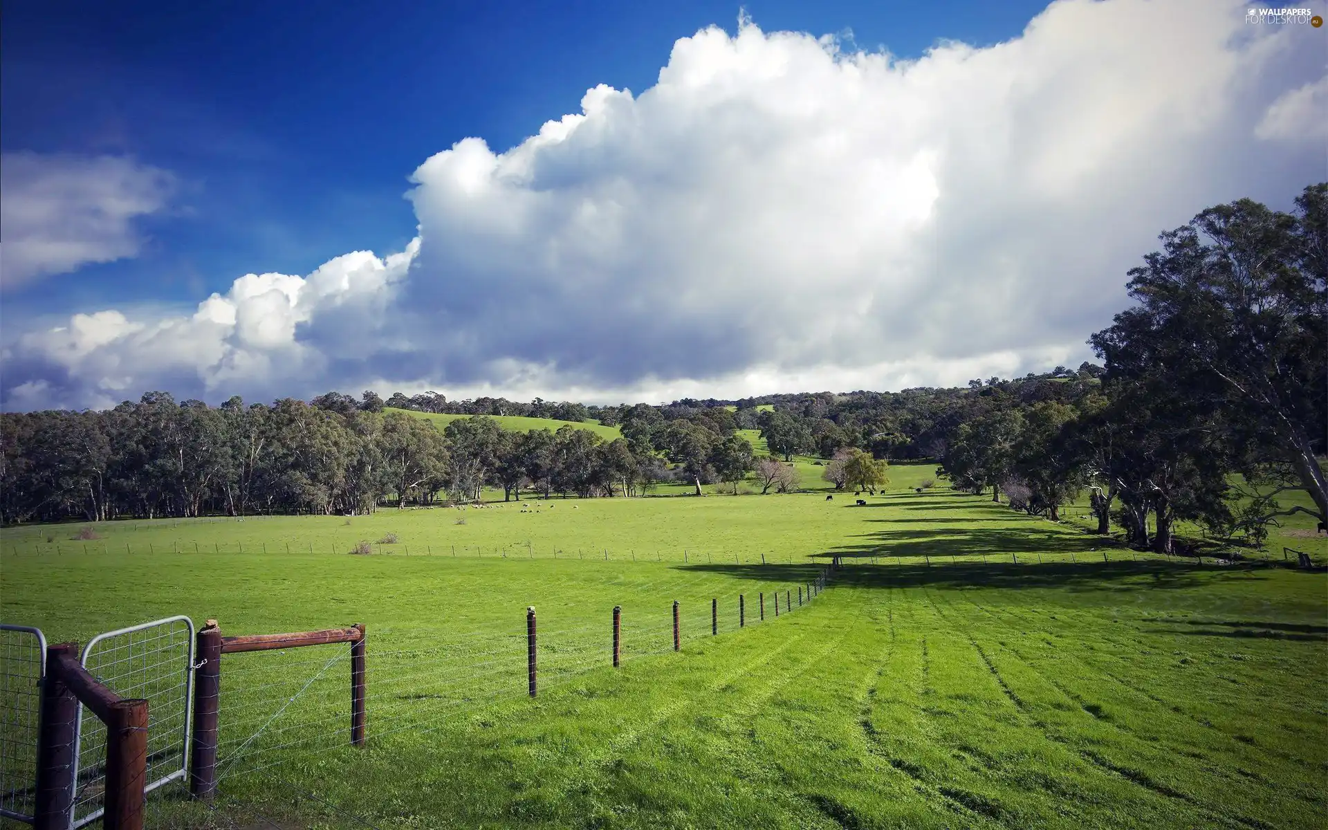 fence, White, clouds, pastures