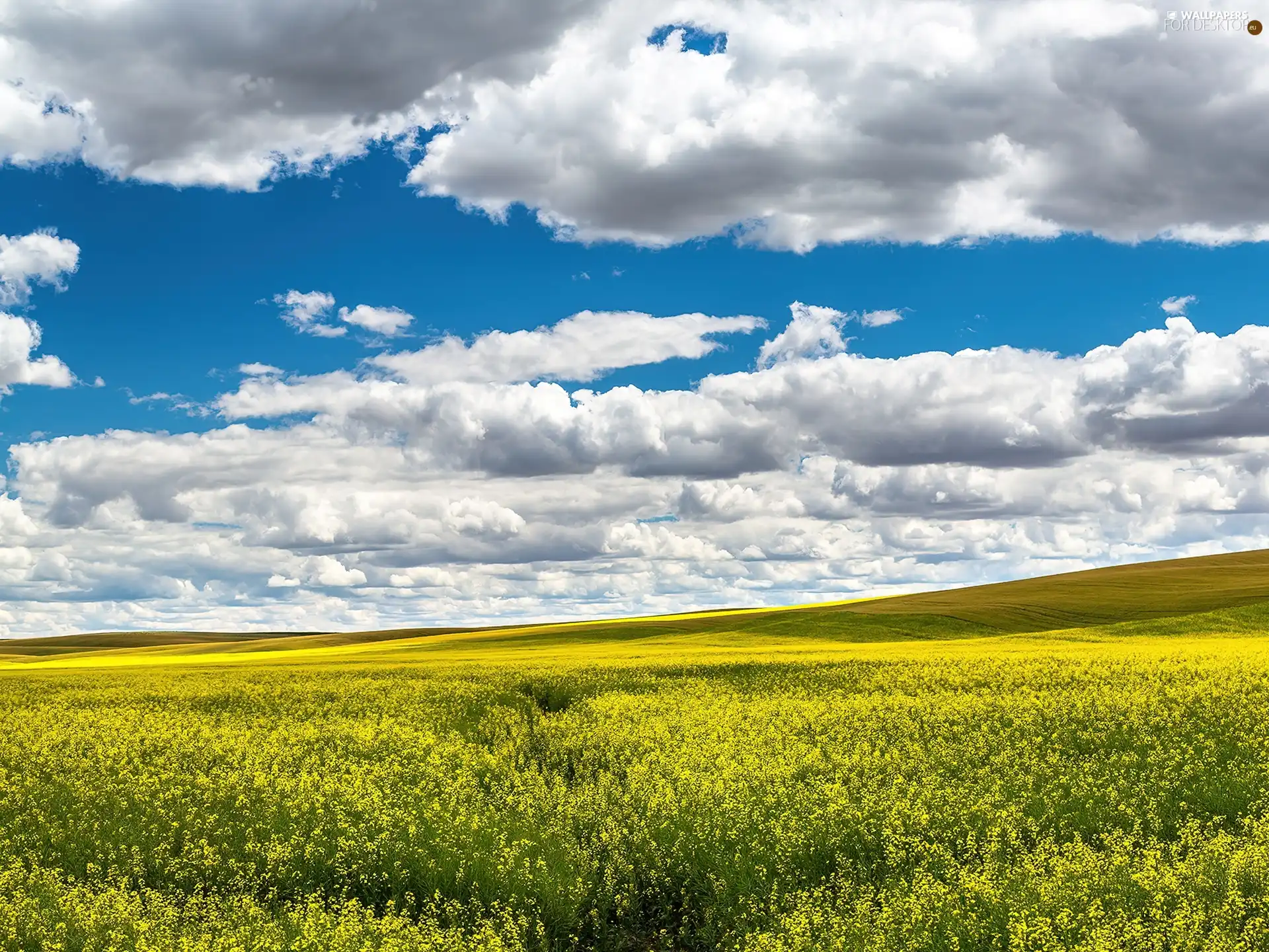 field, Sky, clouds, rape