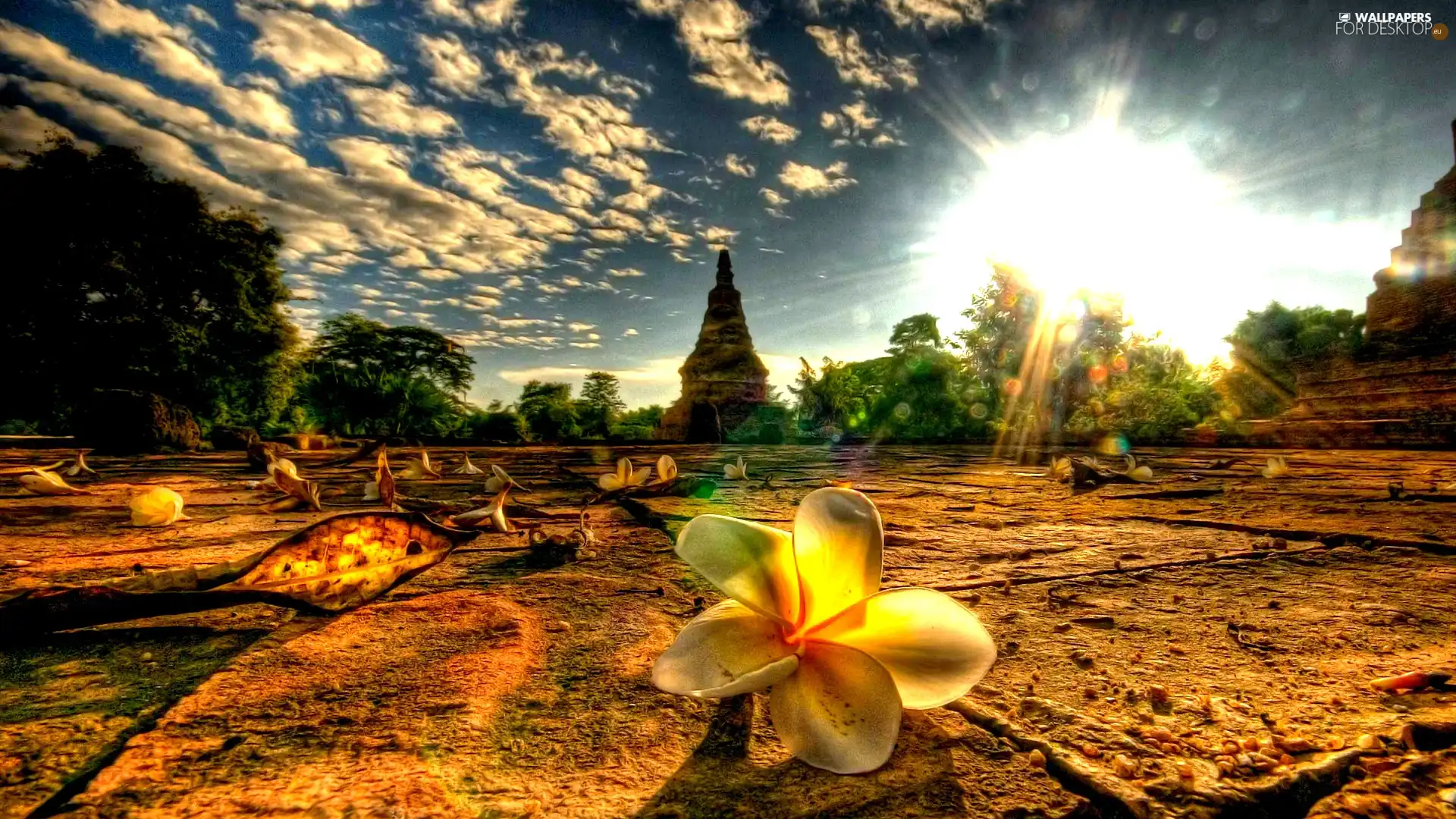 Colourfull Flowers, sun, clouds