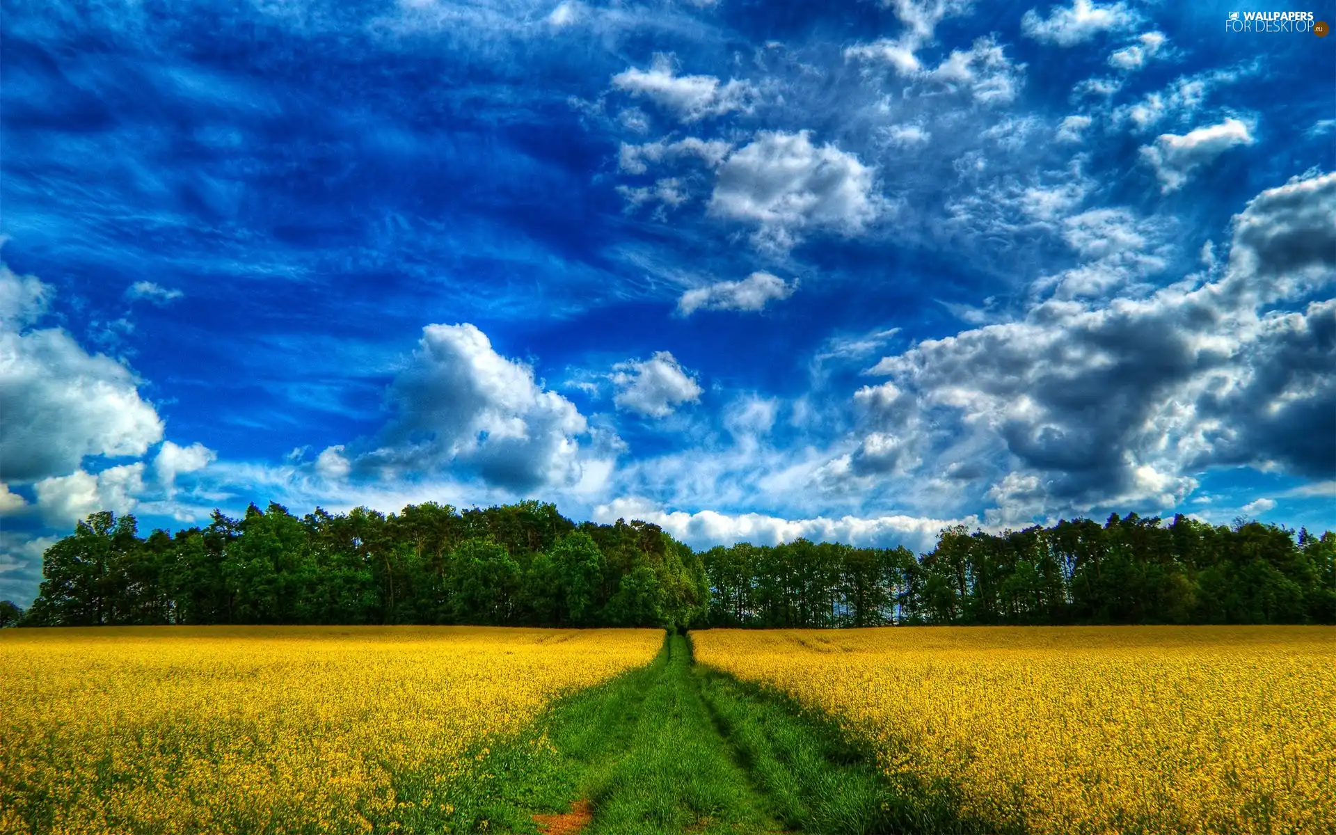 clouds, Field, forest