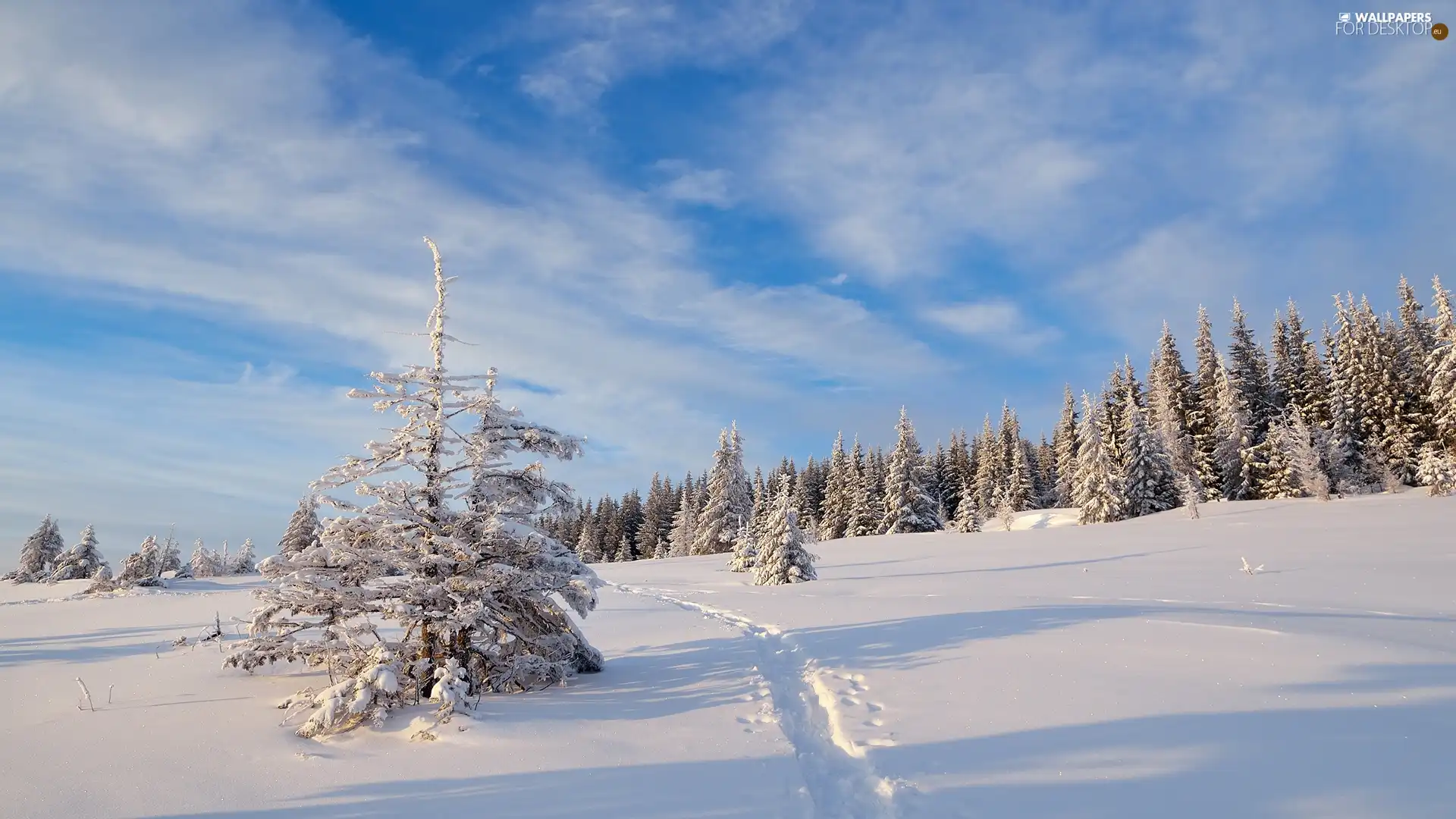 Spruces, winter, Path, clouds, snow, forest