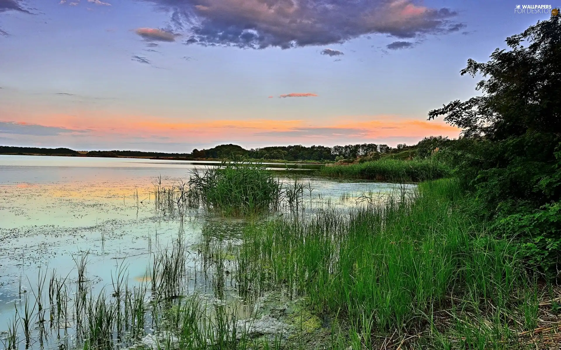 lake, grass, clouds, woods