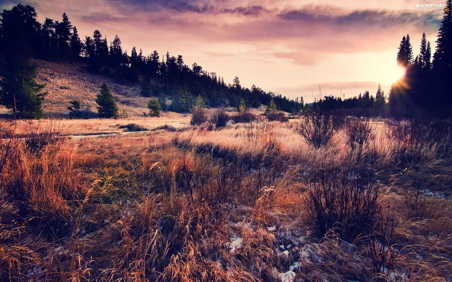 clouds, Meadow, tall, grass, forest