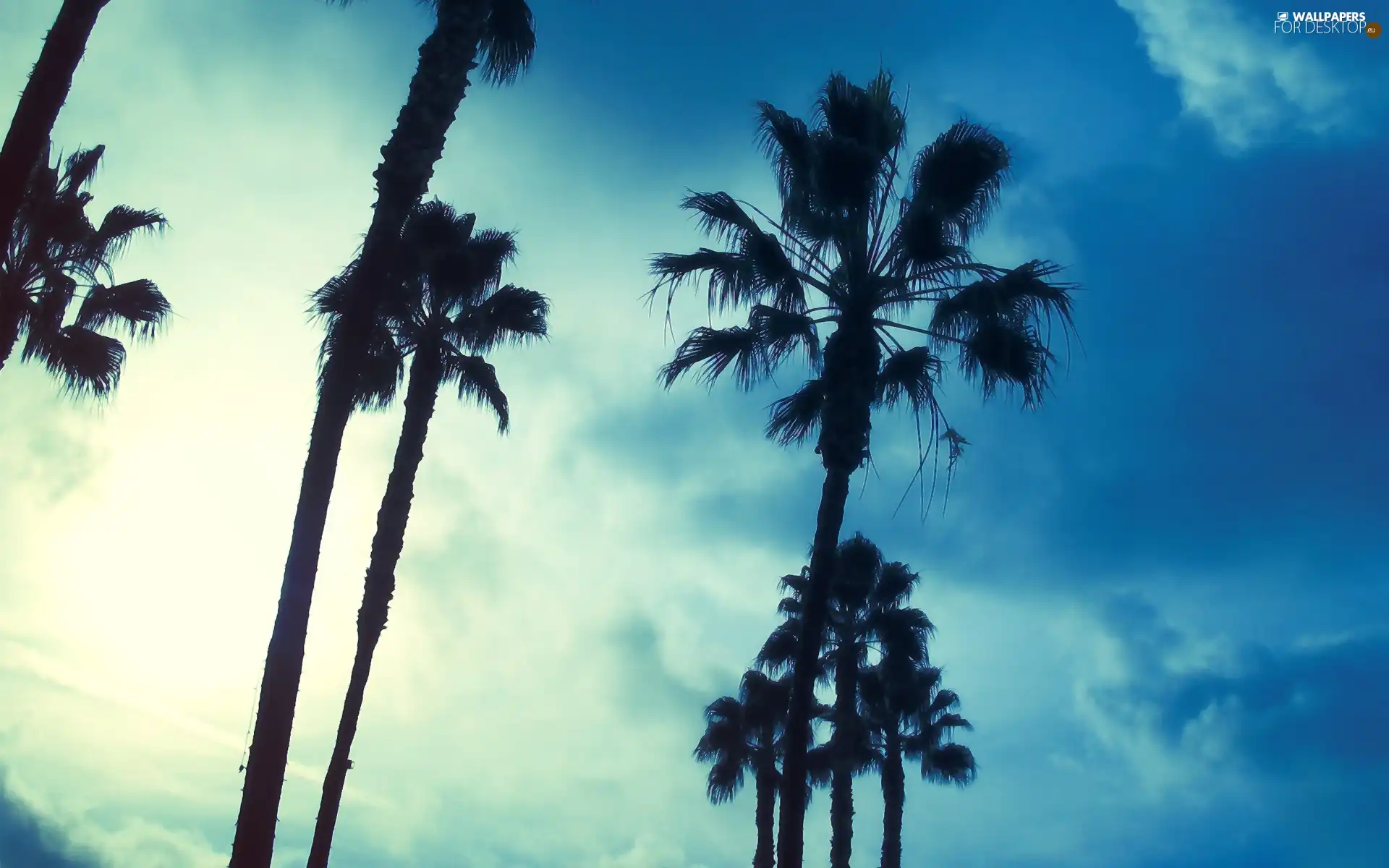 Palms, clouds