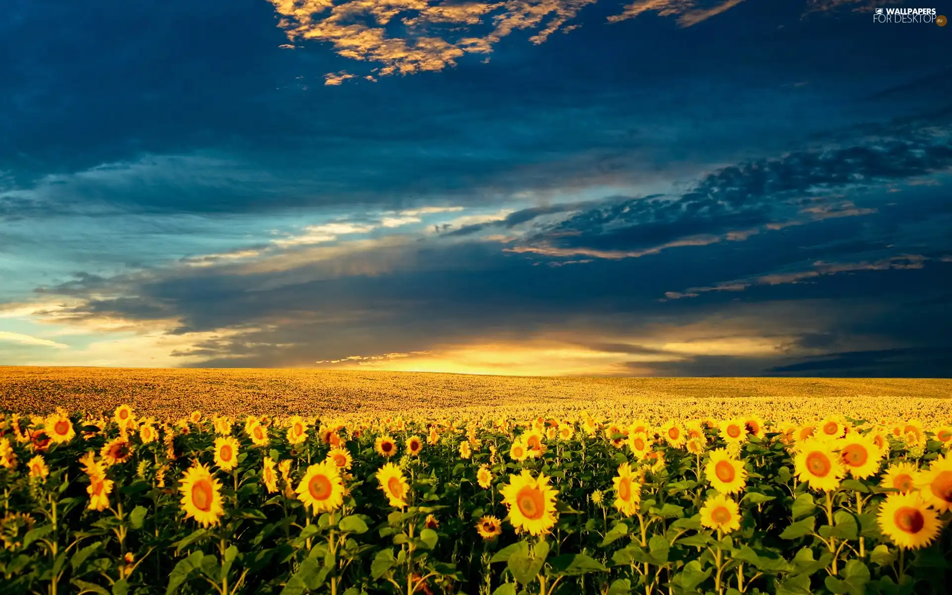 clouds, Field, sunflowers
