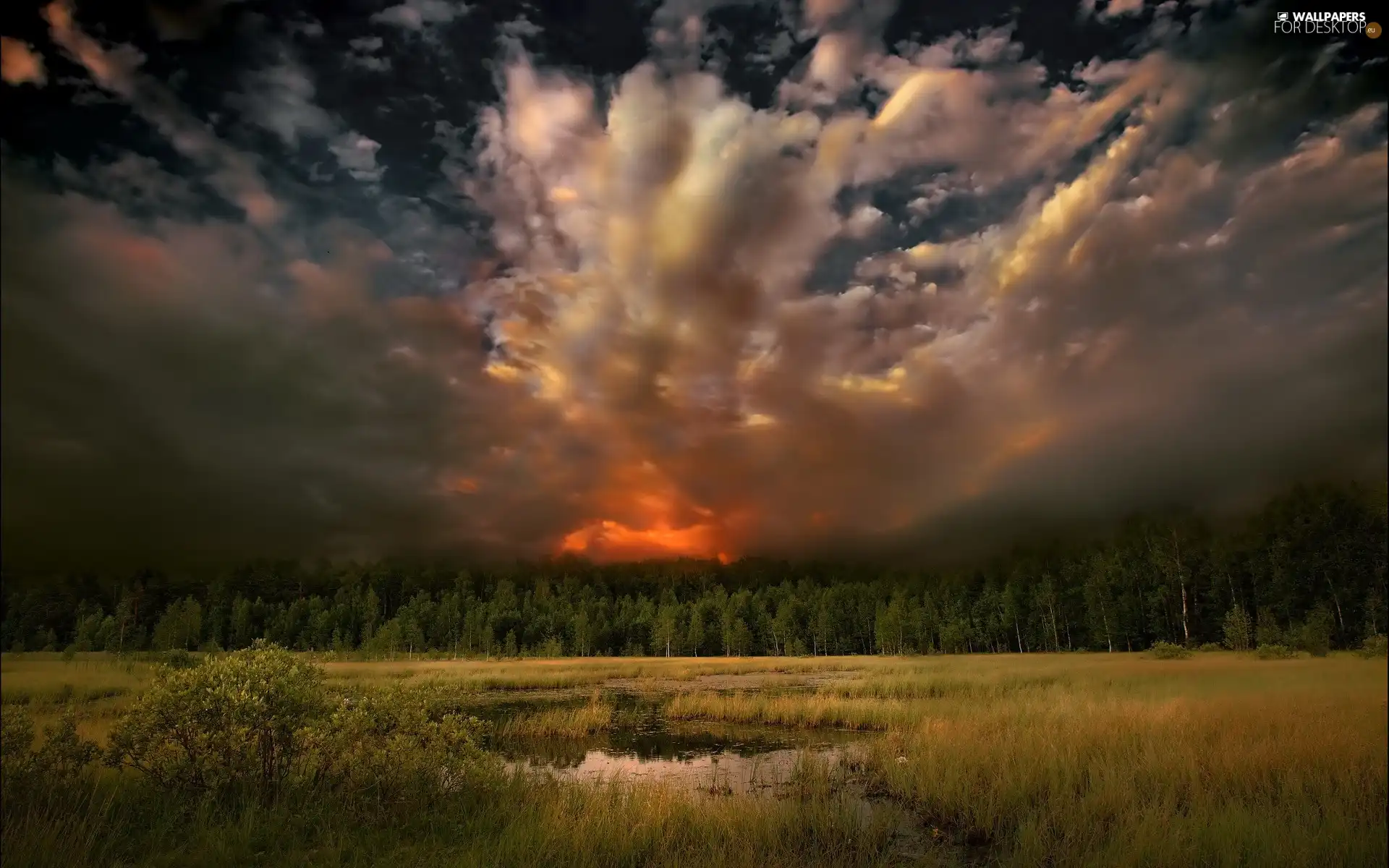 swampy, forest, clouds, Meadow