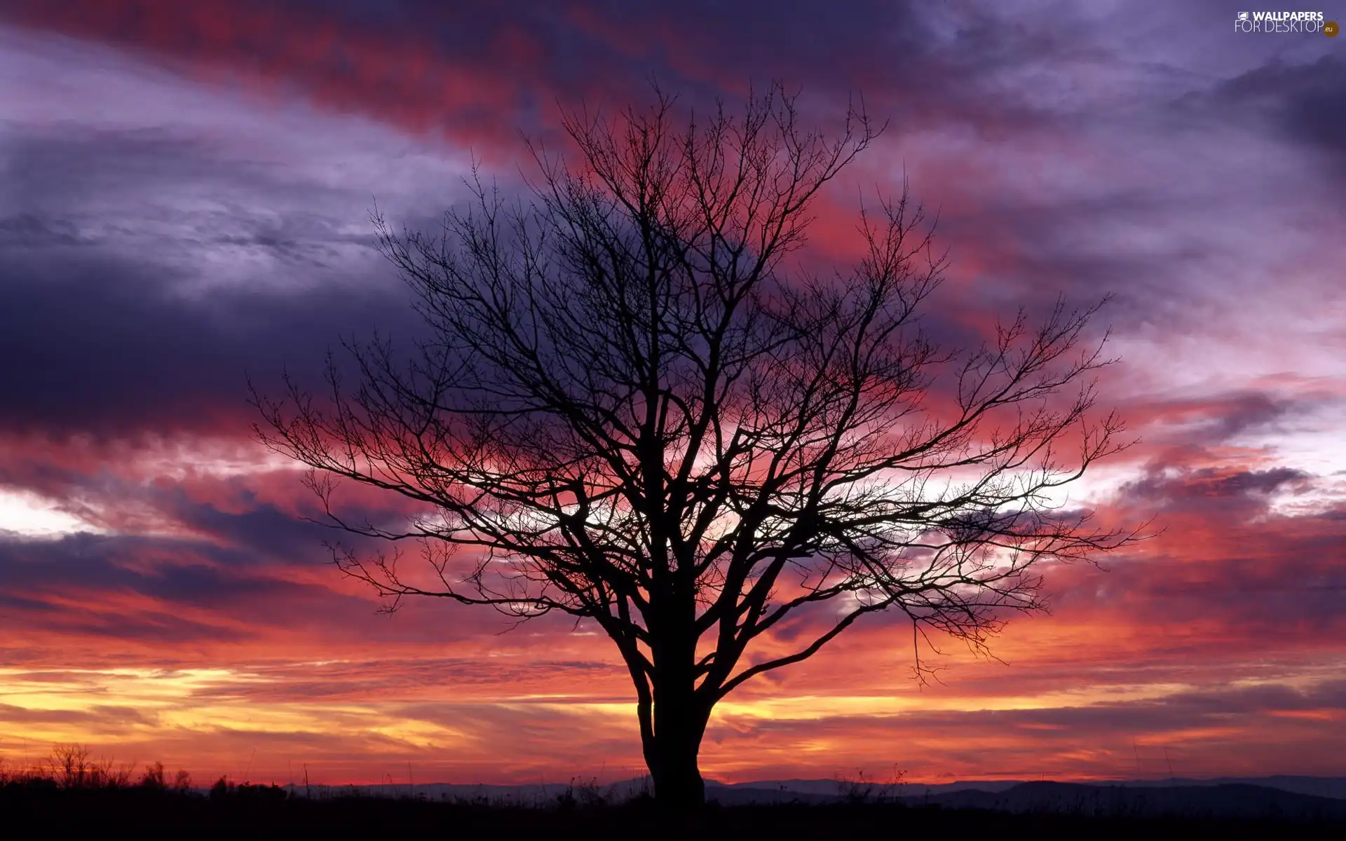 trees, sun, clouds, west