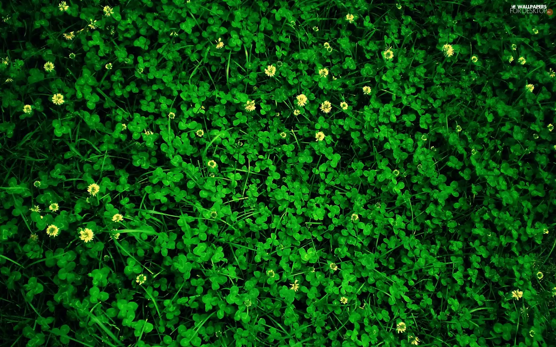 Green, clover