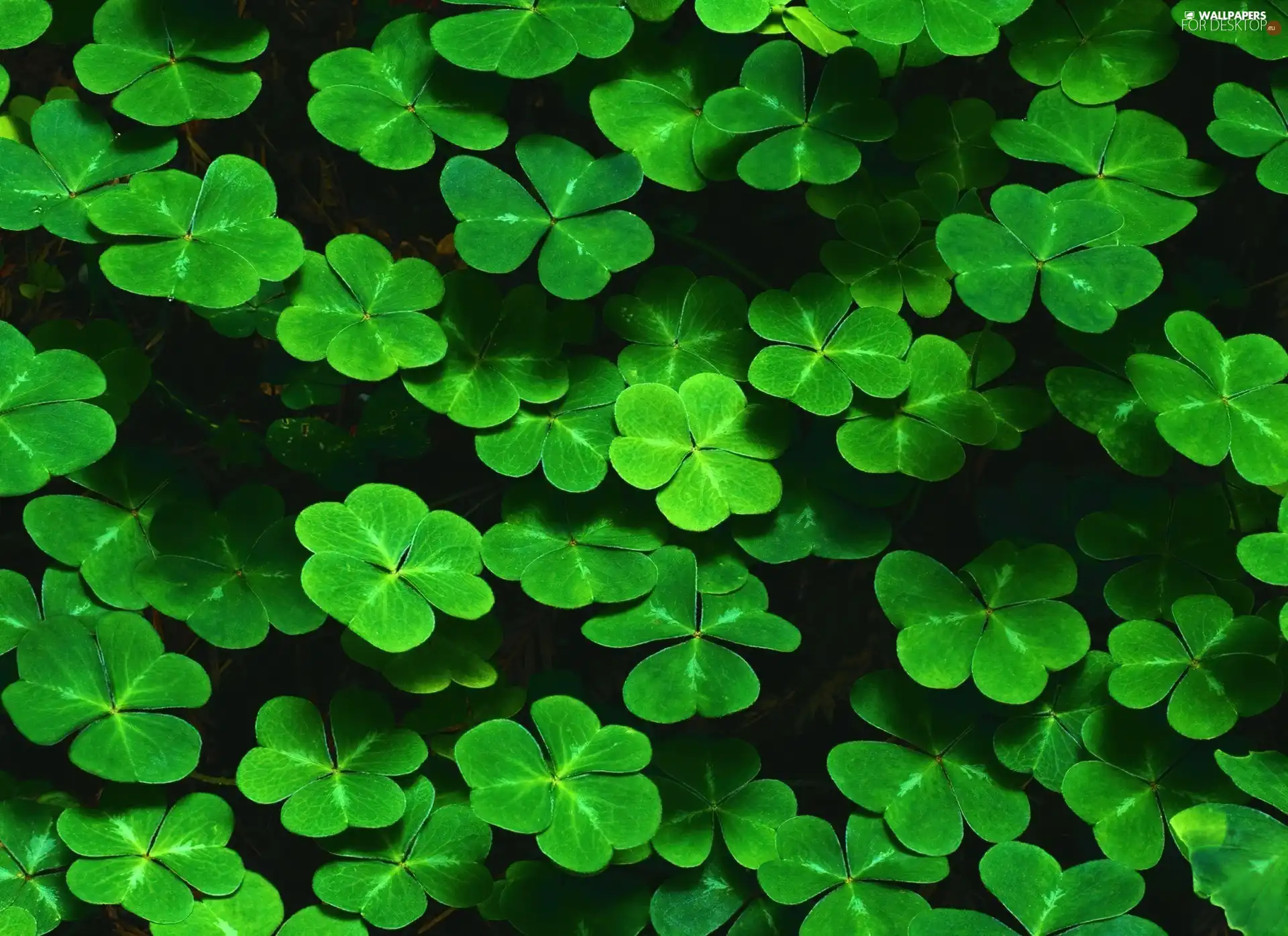 Clovers
