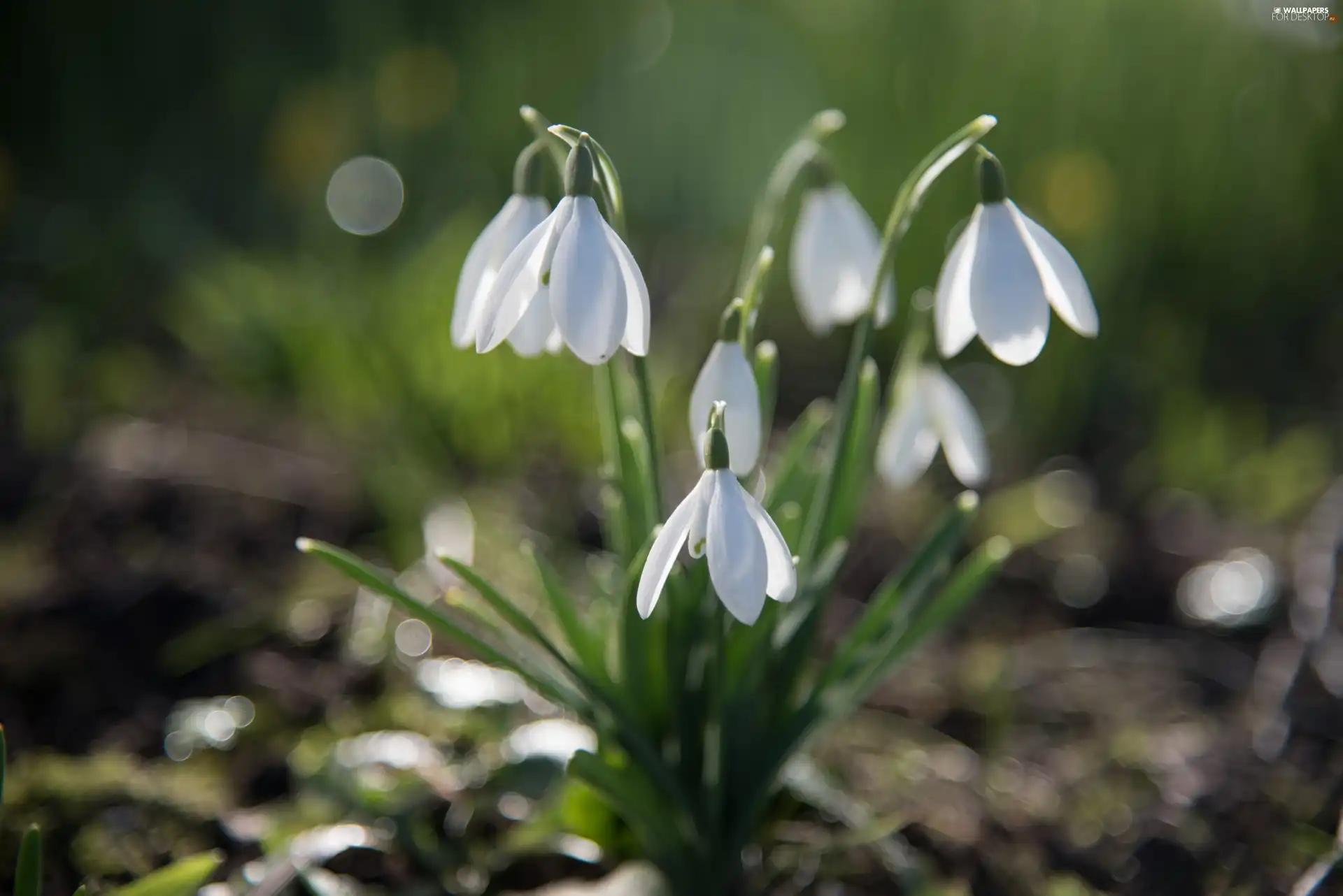 cluster, snowdrops, Flowers