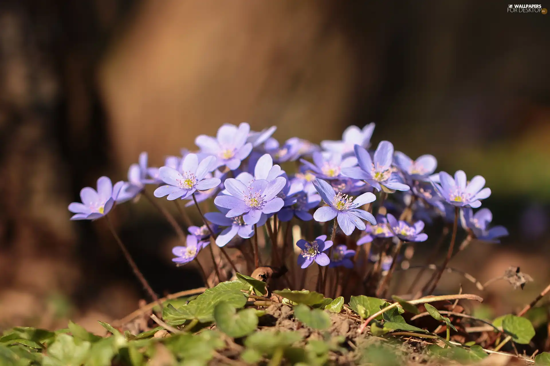 Liverworts, lilac, Flowers, cluster