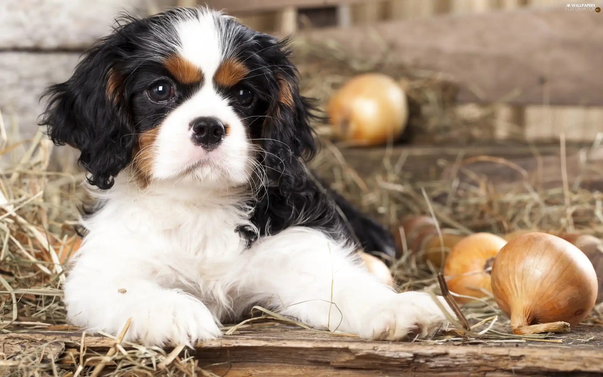 Cocker, dog, Puppy