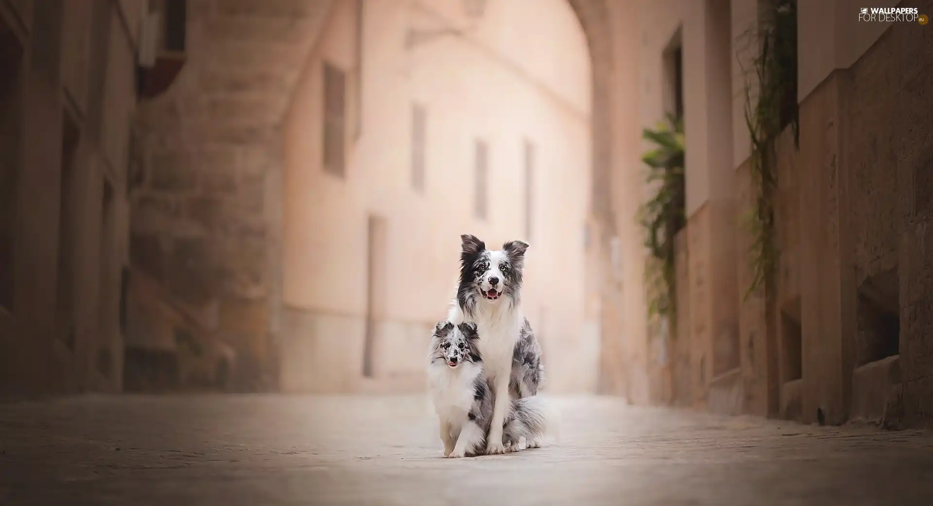 Puppy, Dogs, alley, apartment house, shetland Sheepdog, Border Collie