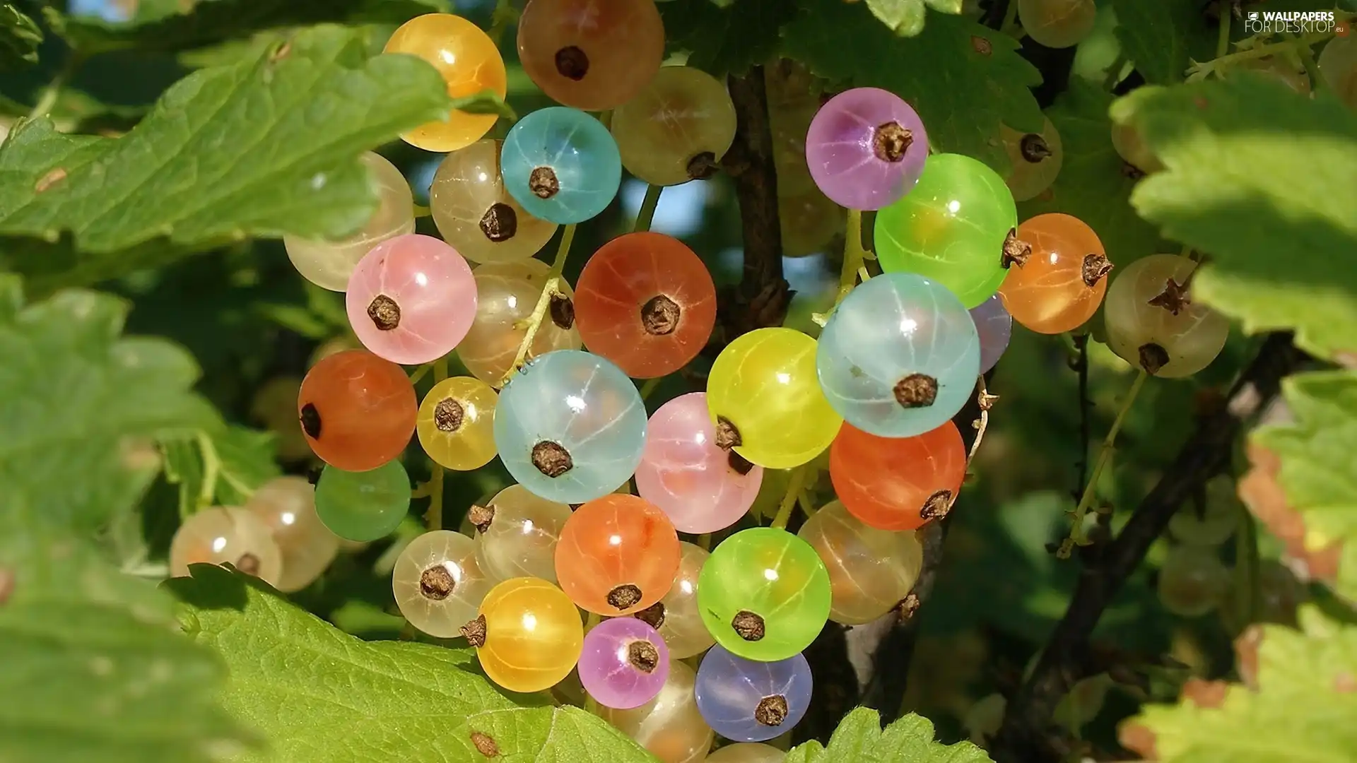 M&Ms balls, currant, color