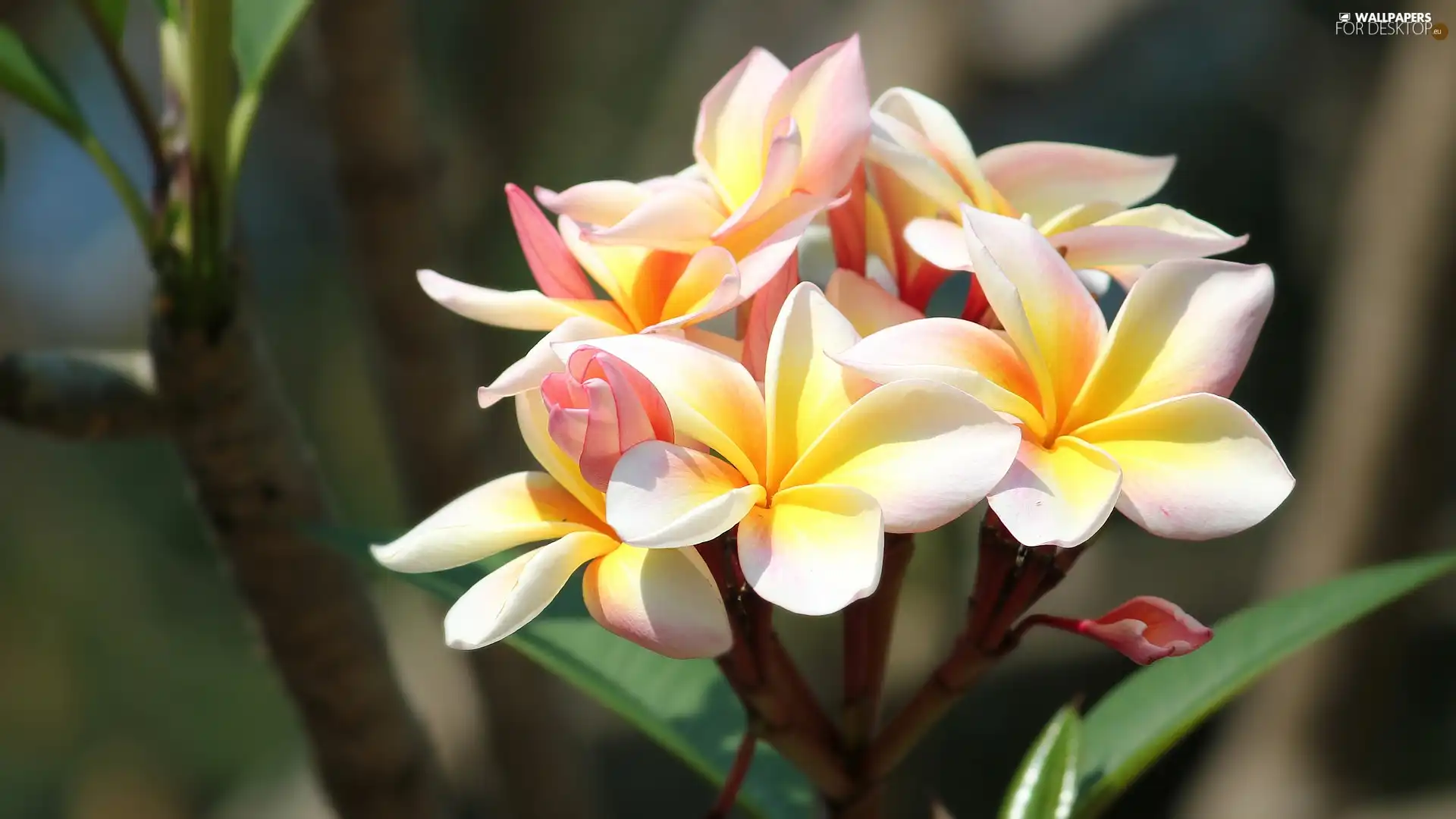 Flowers, Plumeria, Leaf, color