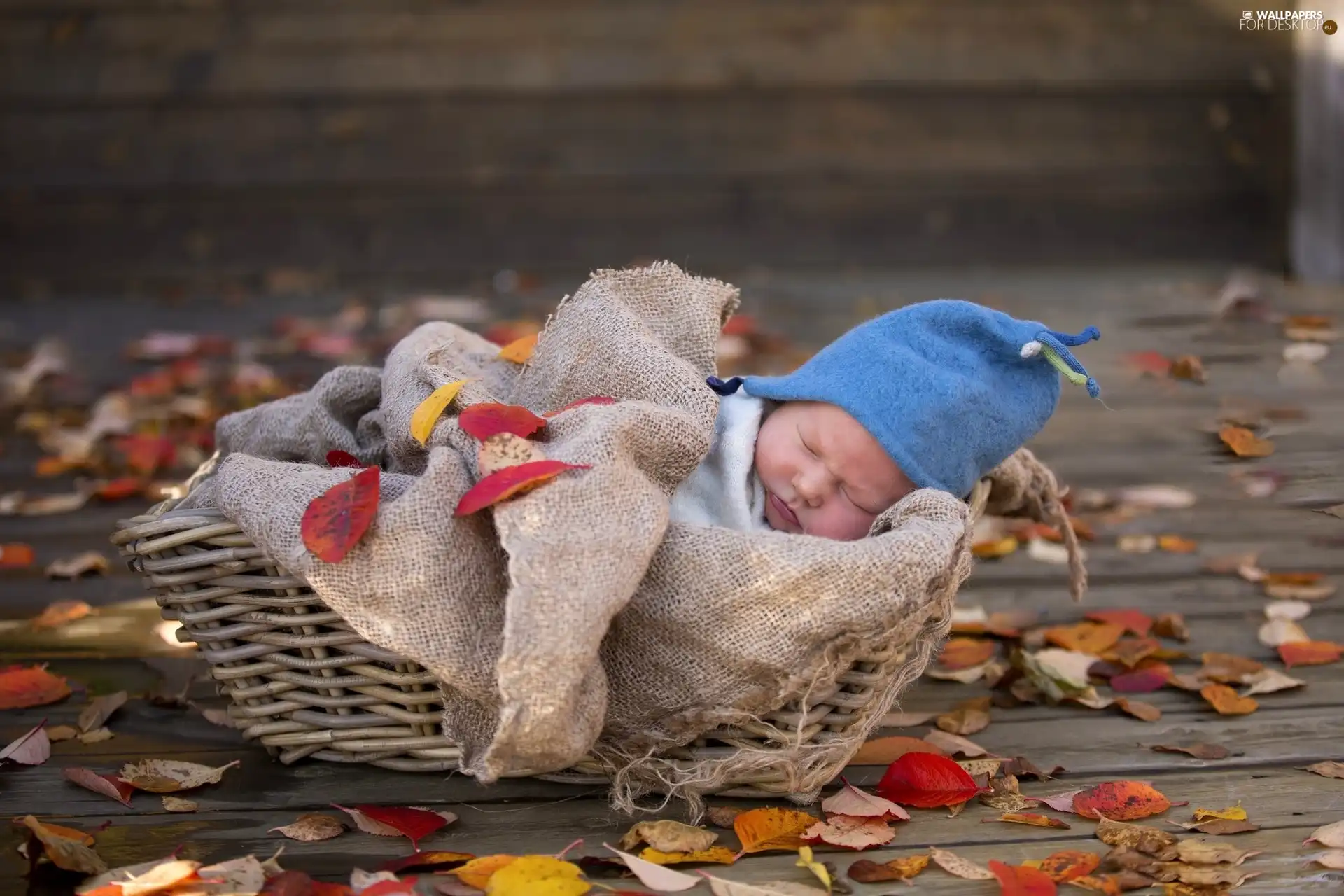 color, Leaf, Kid, sleeps, basket