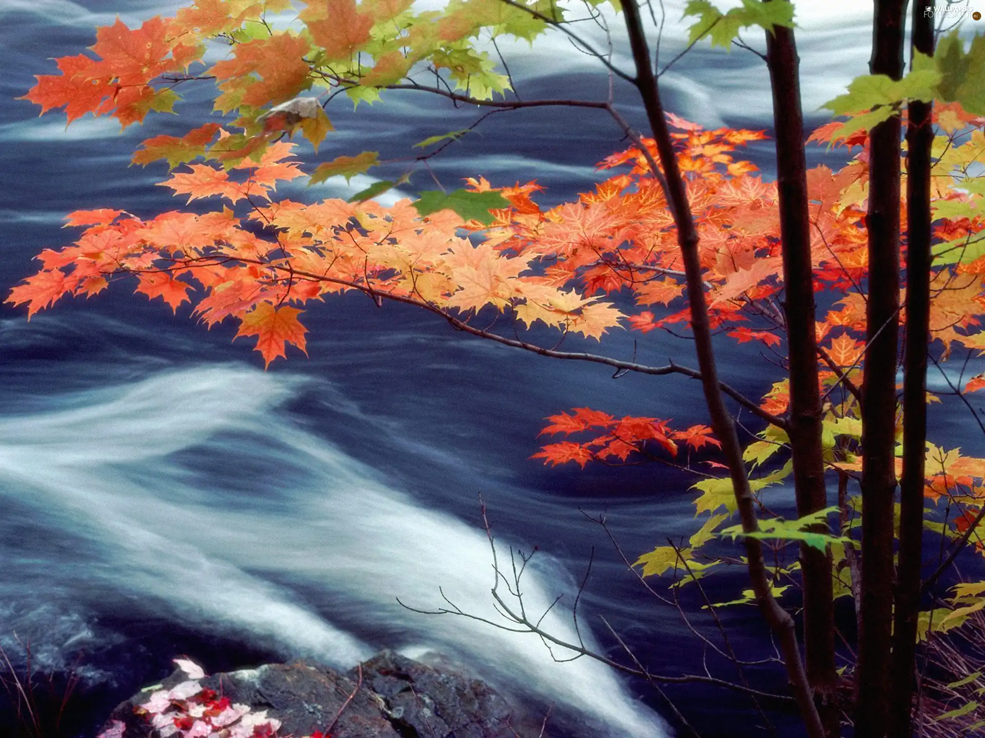 color, Leaf, River, branch pics, autumn