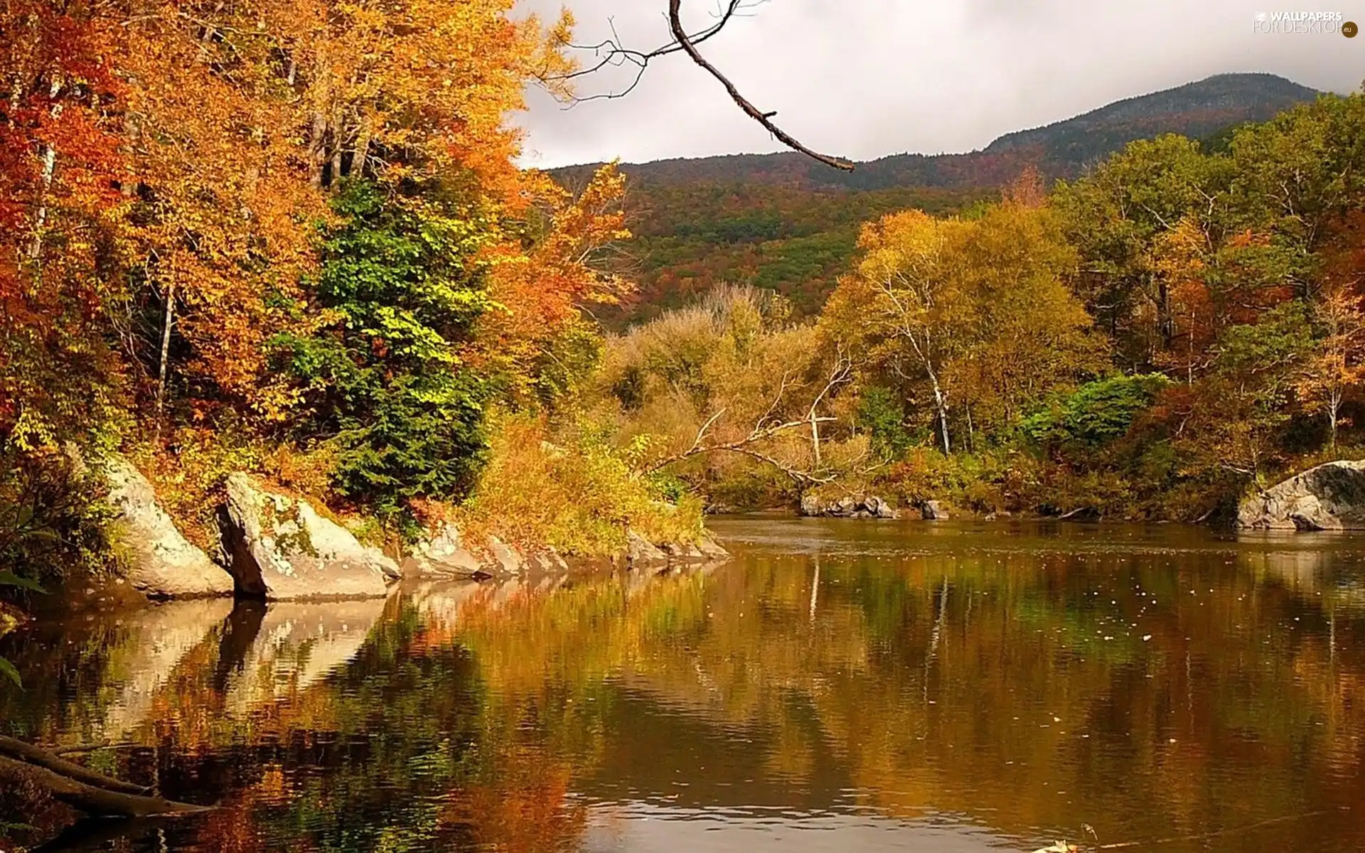 color, Leaf, trees, viewes, River