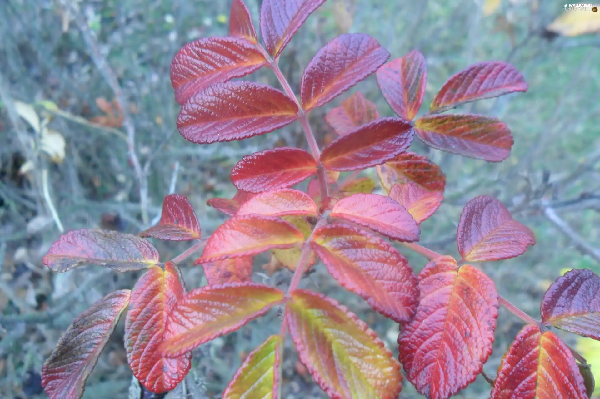 color, Leaf, wild, rose, twig