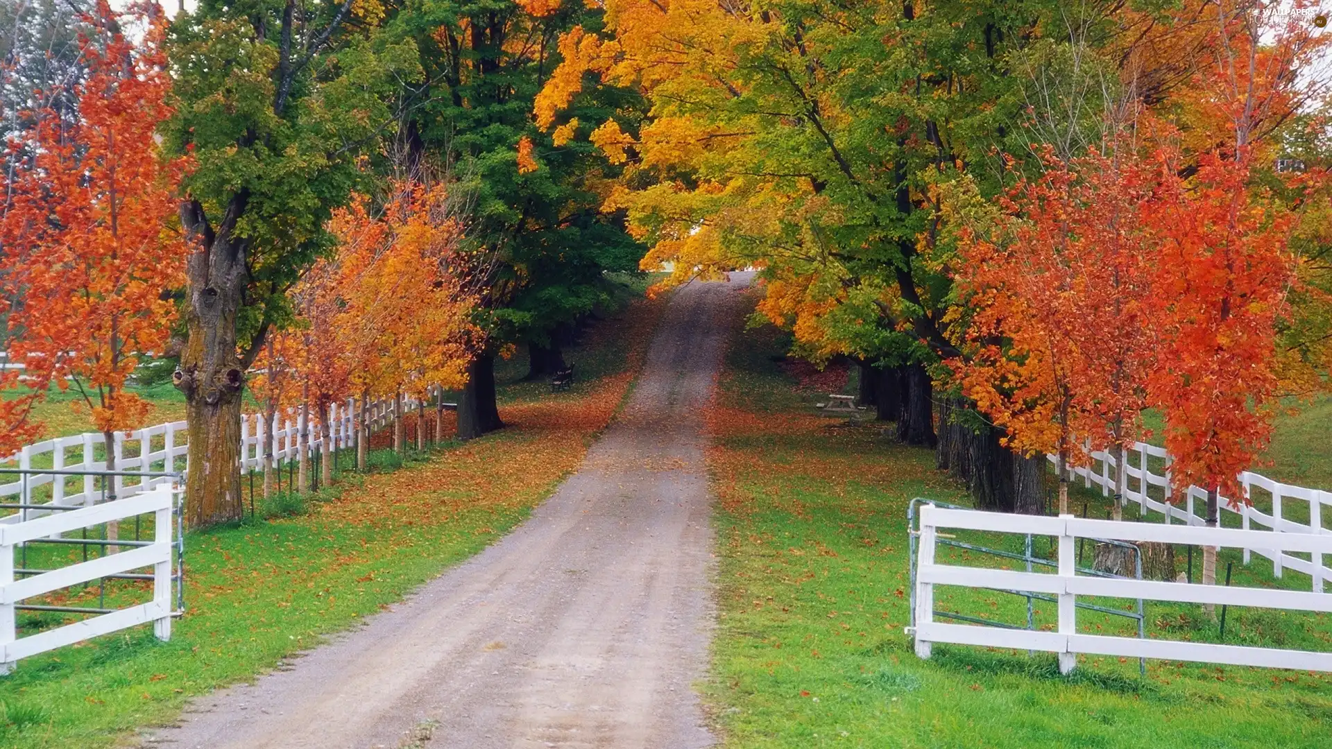 trees, Way, color, Leaf, viewes, autumn