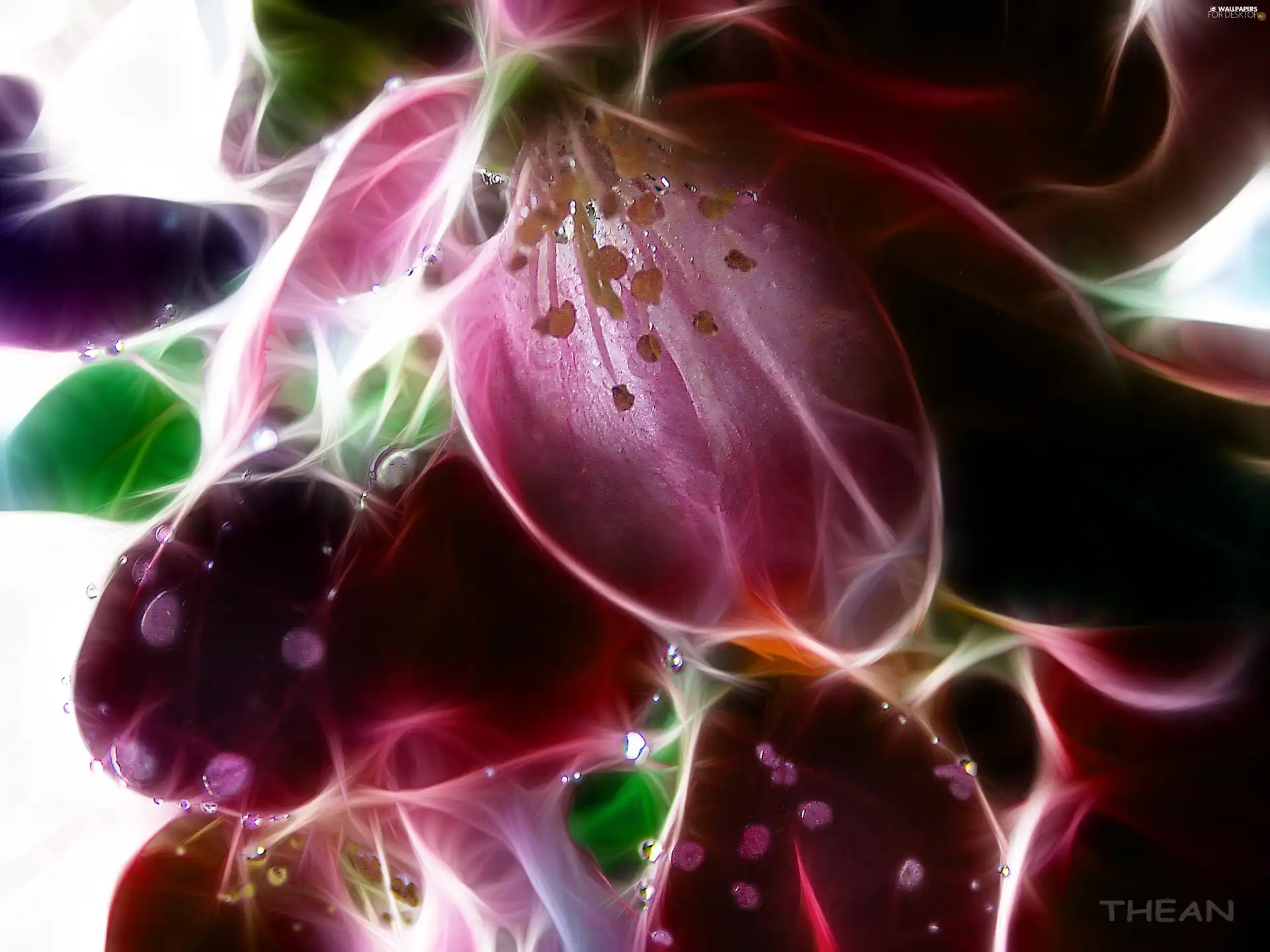 colors, Fractalius, Flowers