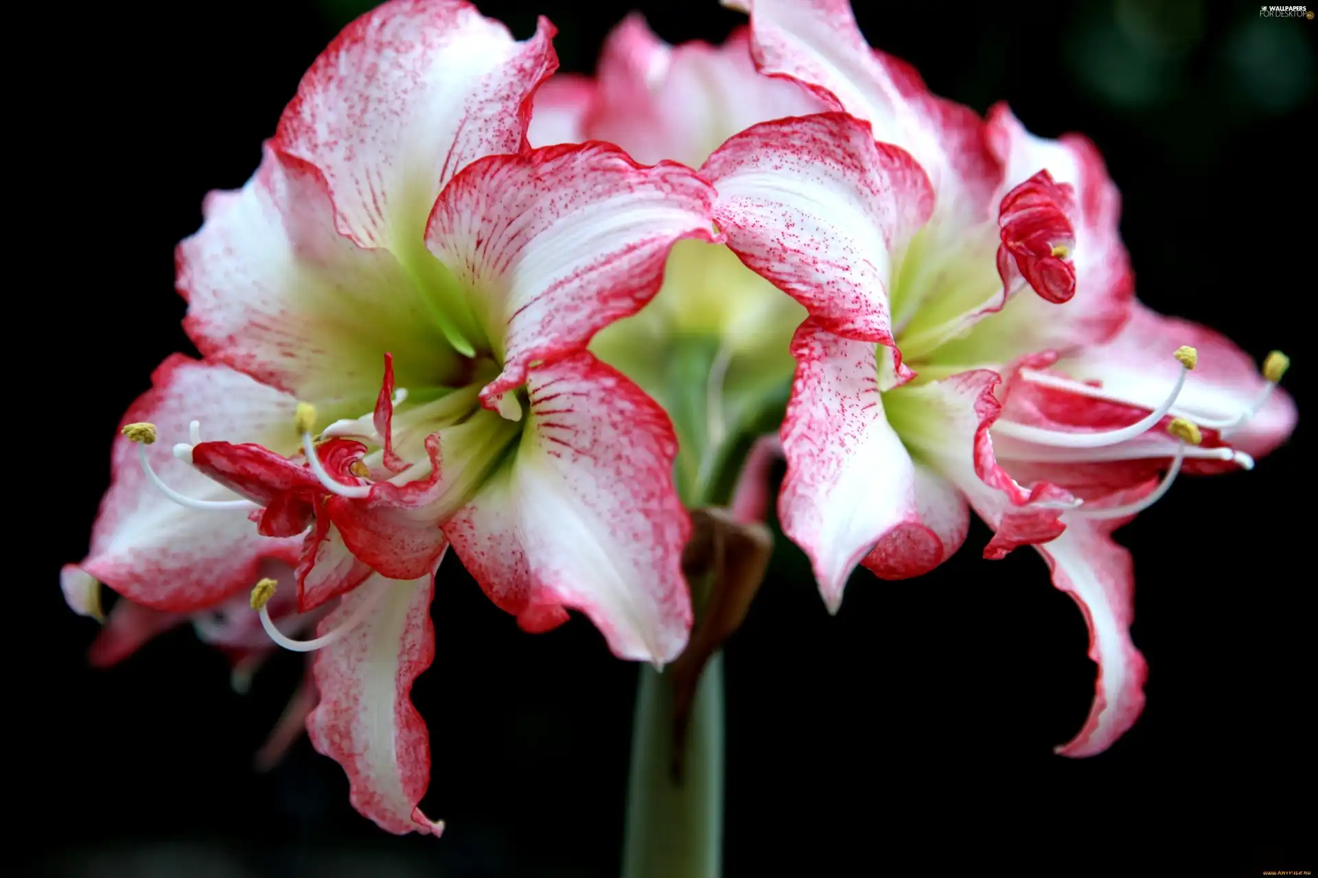 amaryllis, Beatyfull, Colourfull Flowers