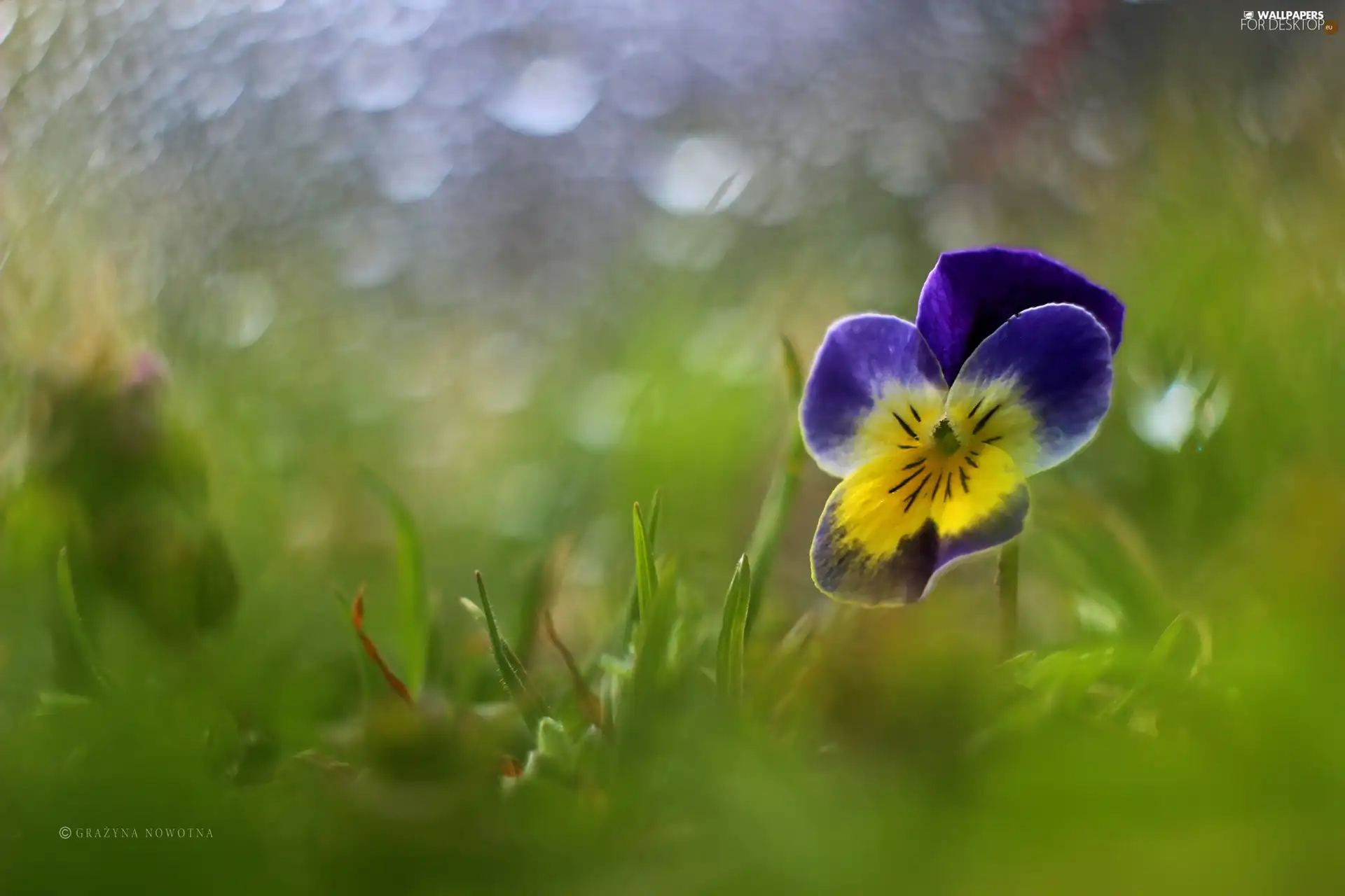 Bokeh, pansy, Colourfull Flowers