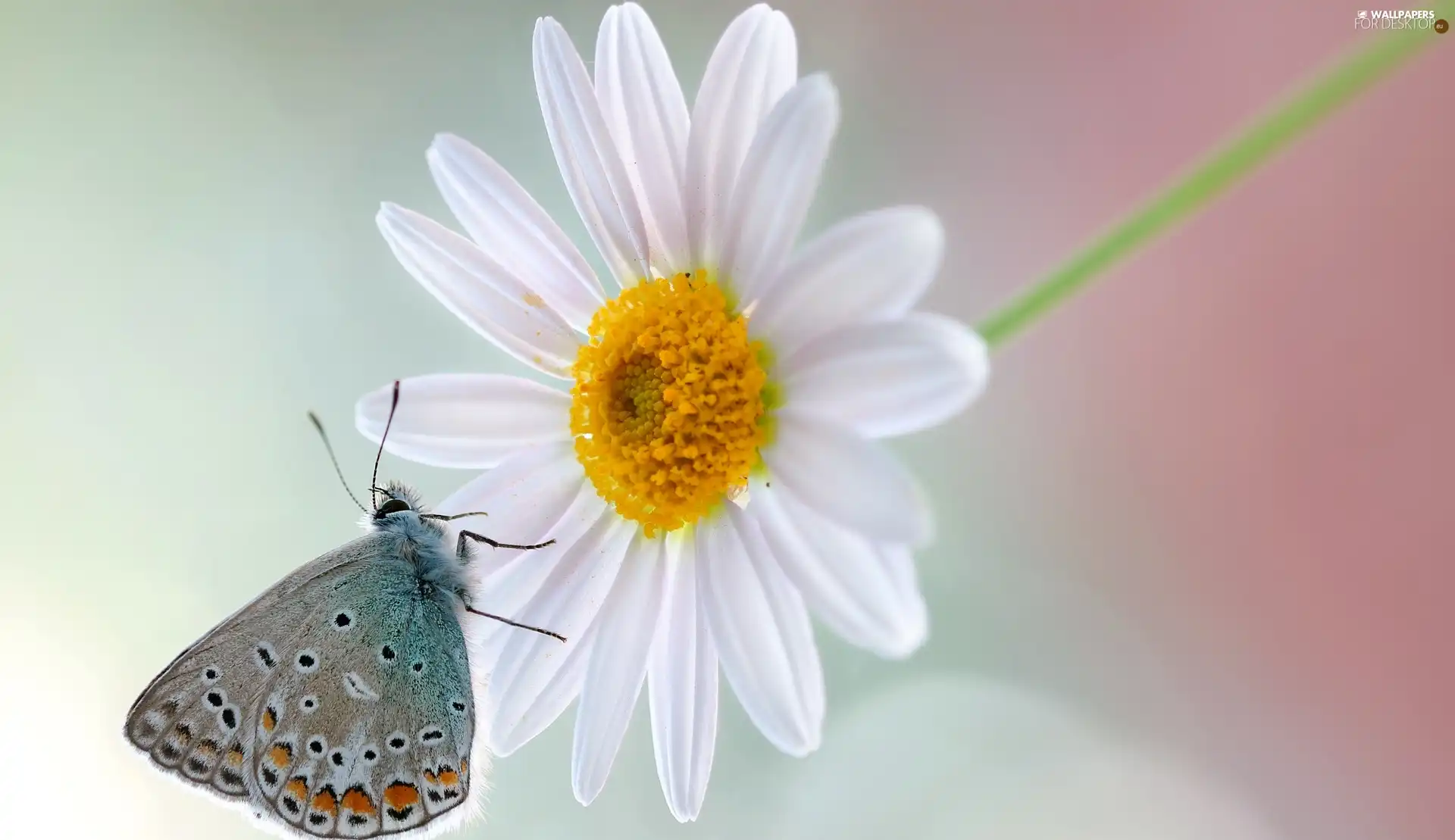 Daisy, Close, Dusky, Colourfull Flowers, butterfly