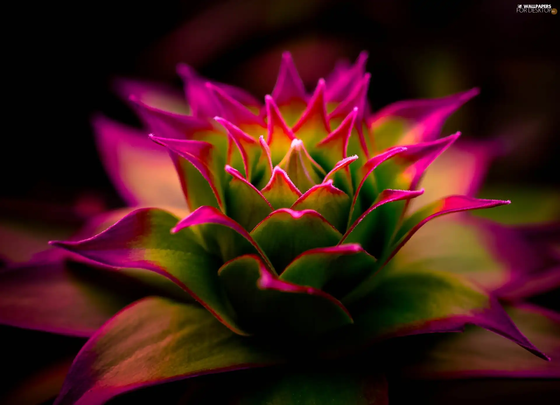 Colourfull Flowers, Cactus