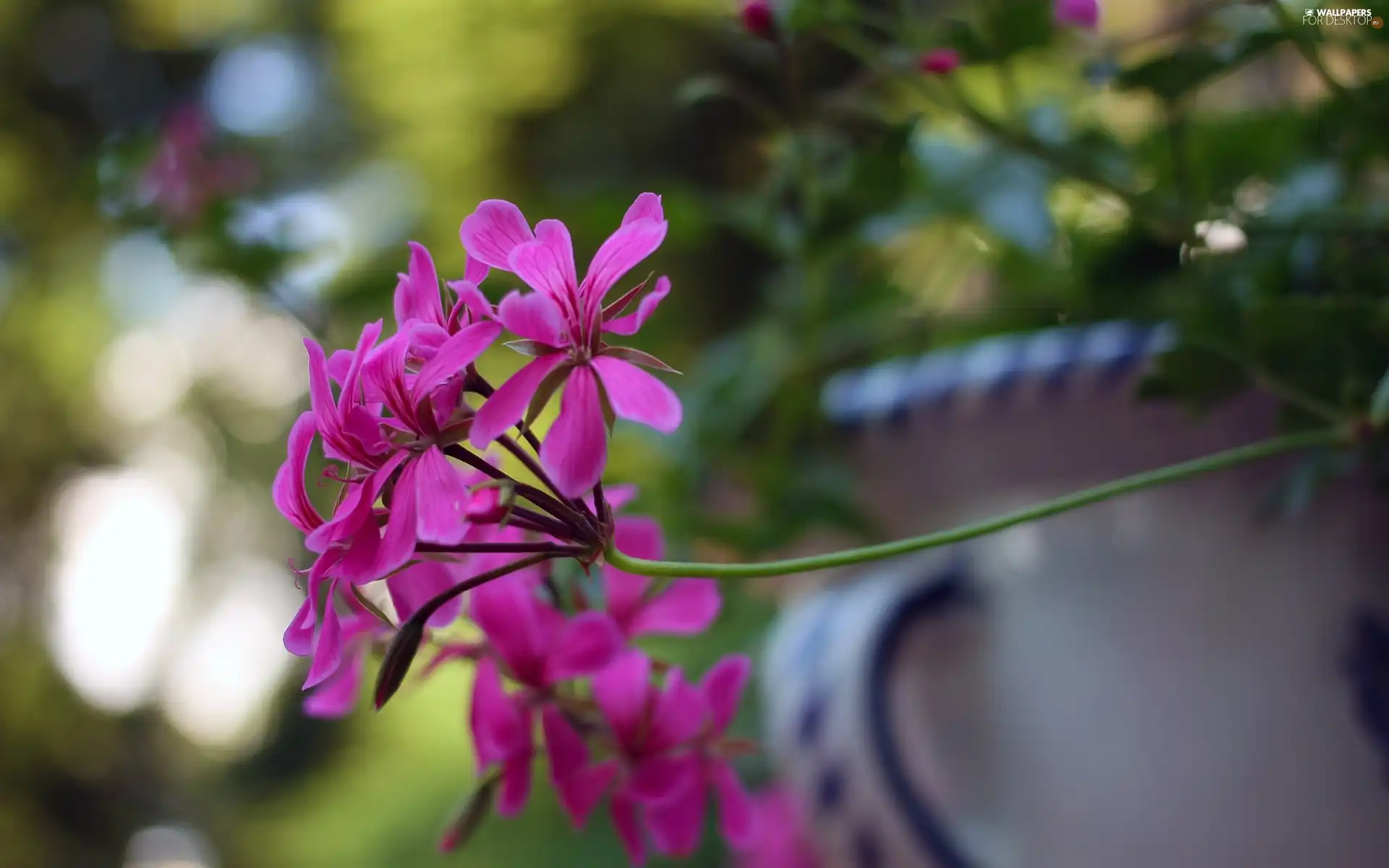 Close, Violet, Colourfull Flowers