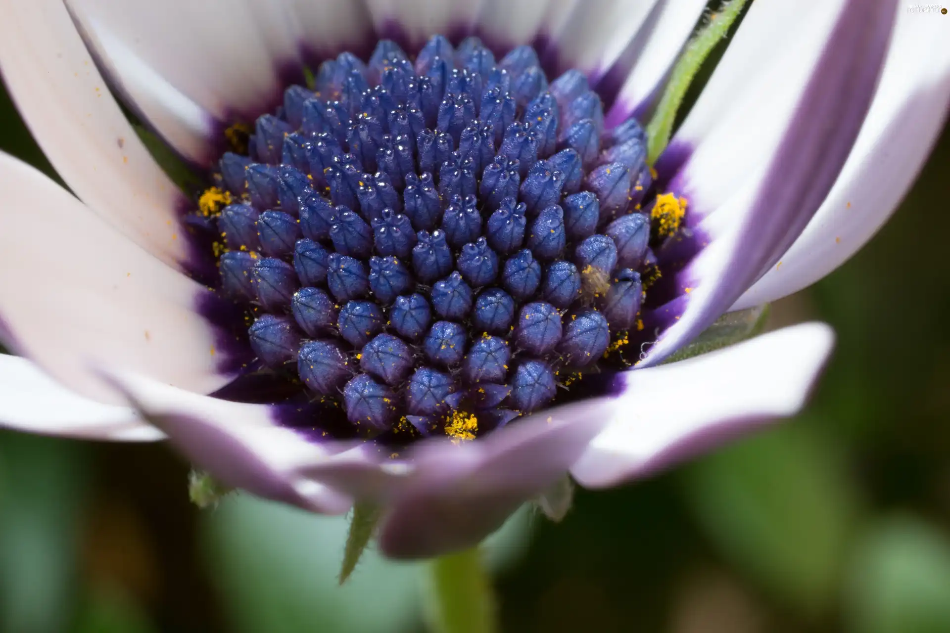 Colourfull Flowers, Close