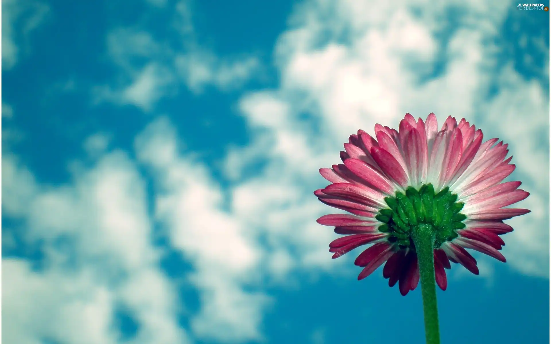 Colourfull Flowers, clouds