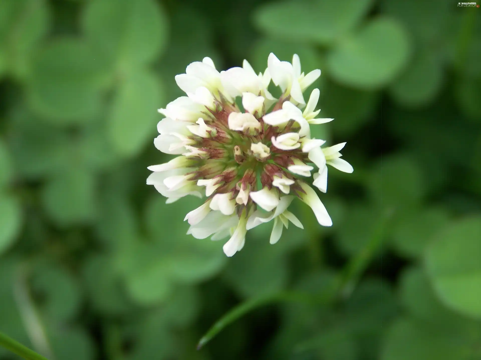Colourfull Flowers, clover