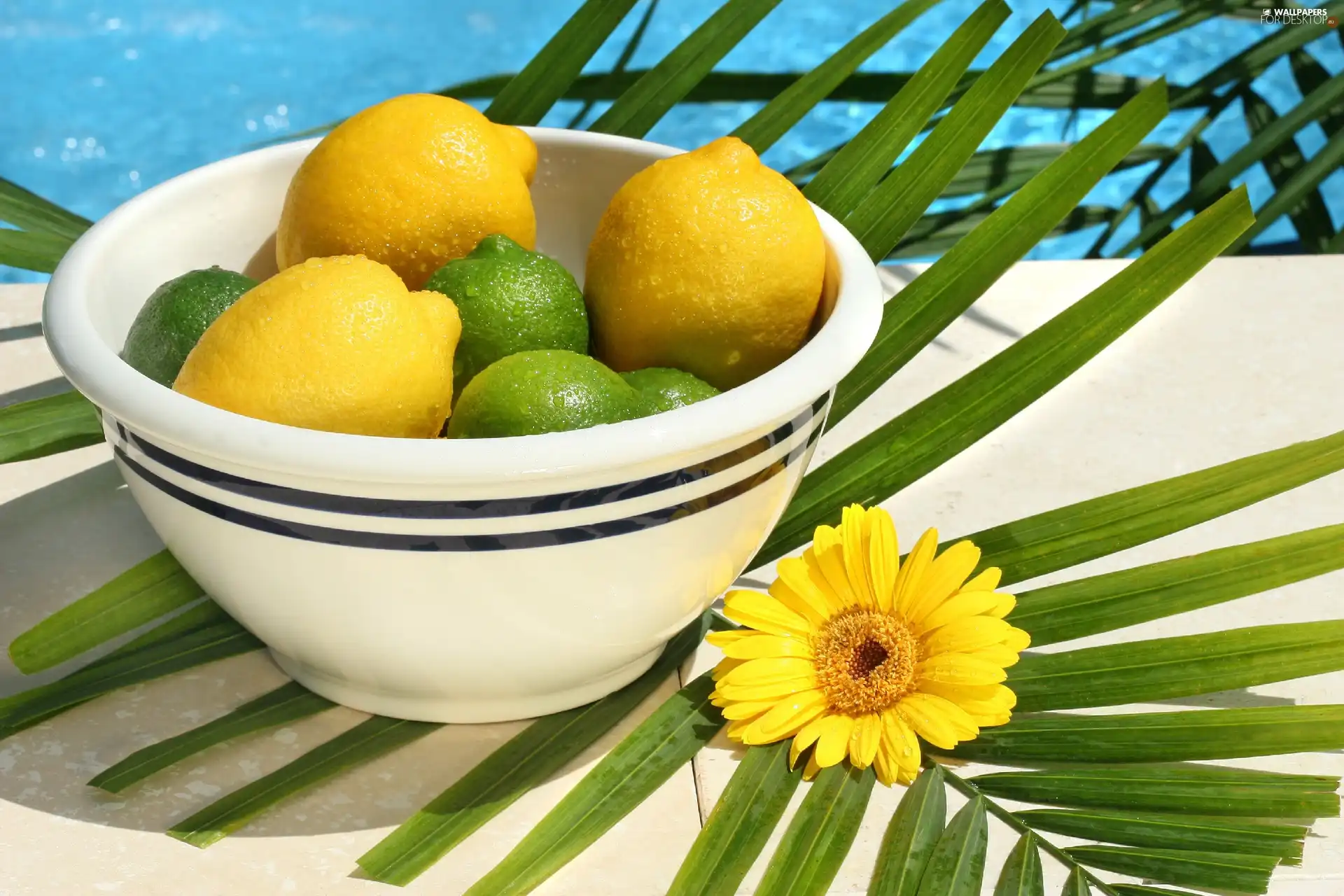 Colourfull Flowers, composition, limes, bowl, lemons