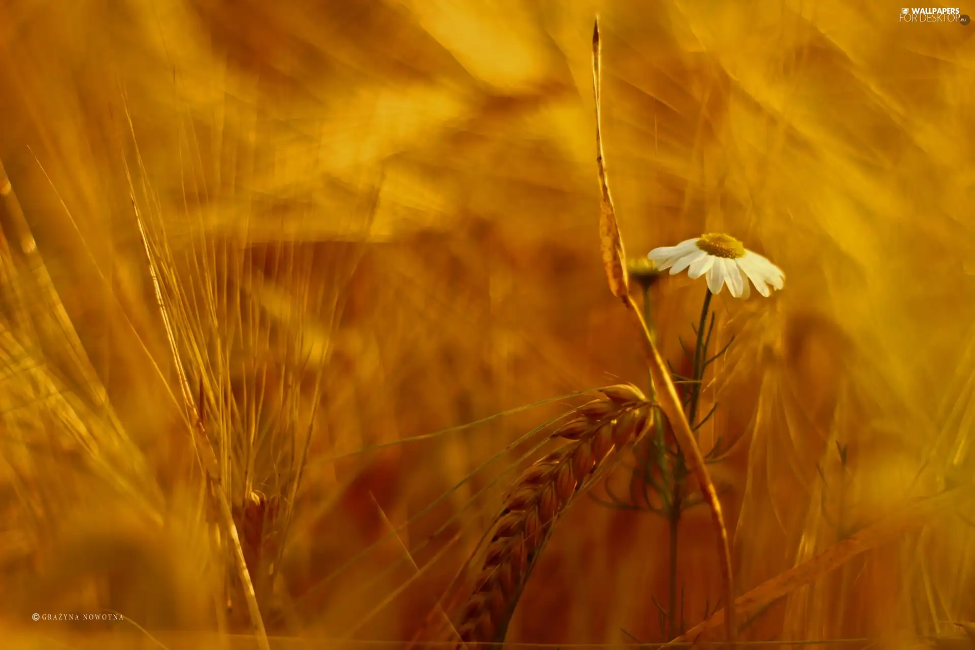 corn, chamomile, Colourfull Flowers